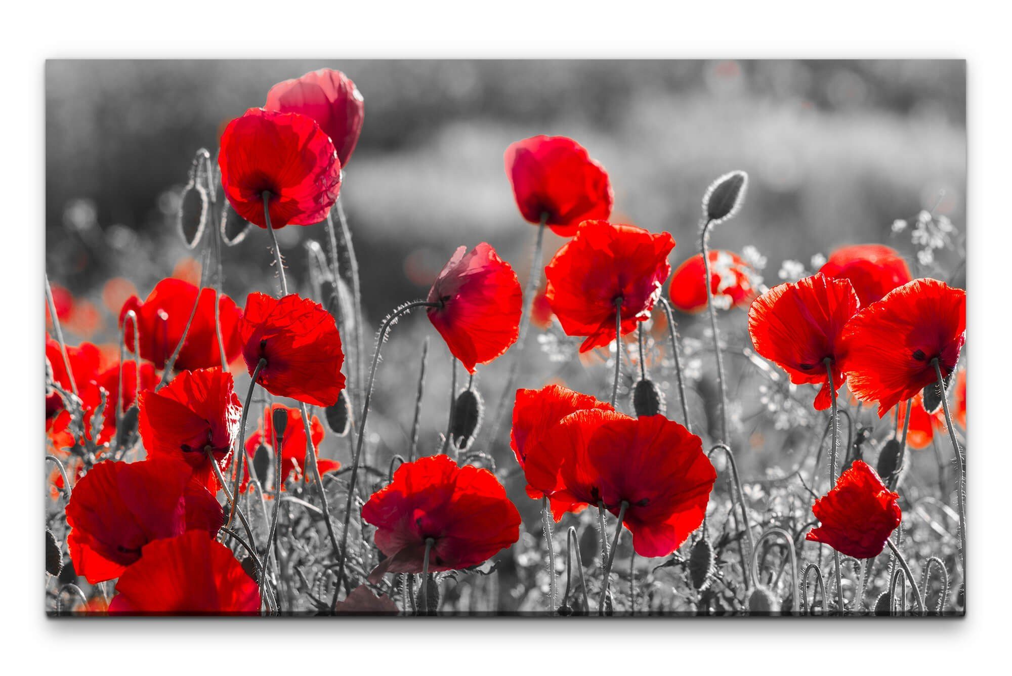 möbel-direkt.de Leinwandbild Bilder XXL Mohnblumen in günstig online kaufen