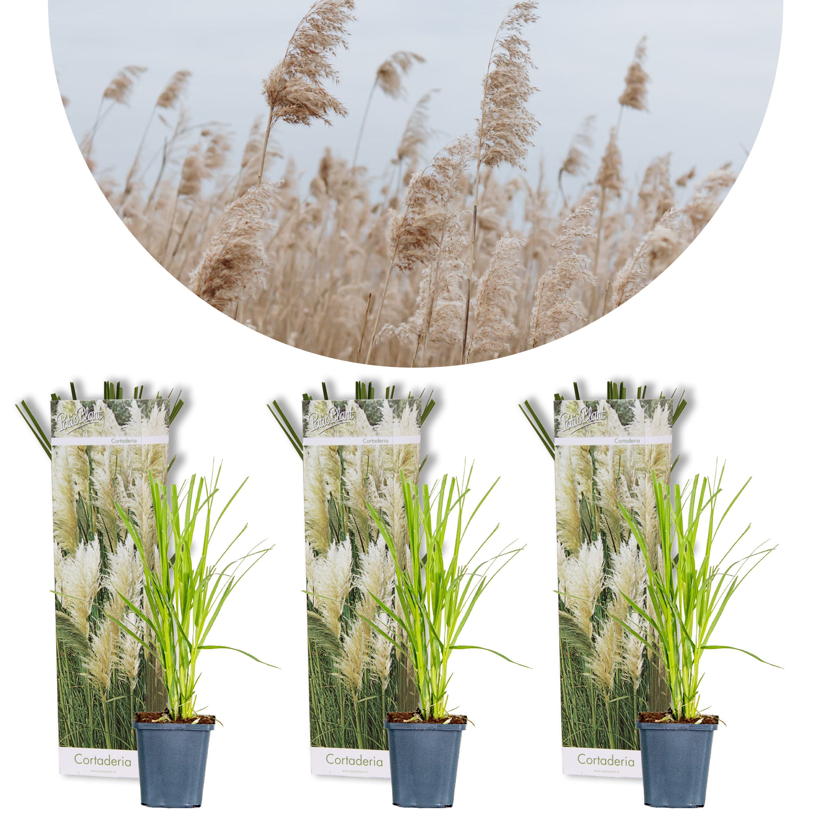 Bloomique Gräser Bloomique - 3er-Set - Cortaderia Selloana - Weißes Pampasgras - Ziergr, 3 St.