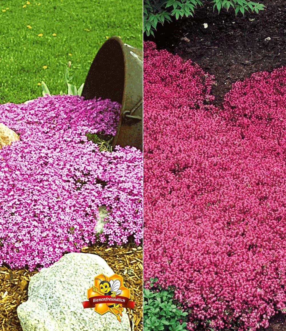 BALDUR Garten Bodendecker Bodendecker-Kollektion rosa und rot, 6 St., Bodendecker-thymian, immergrün, winterhart, mehrjährig, duftend