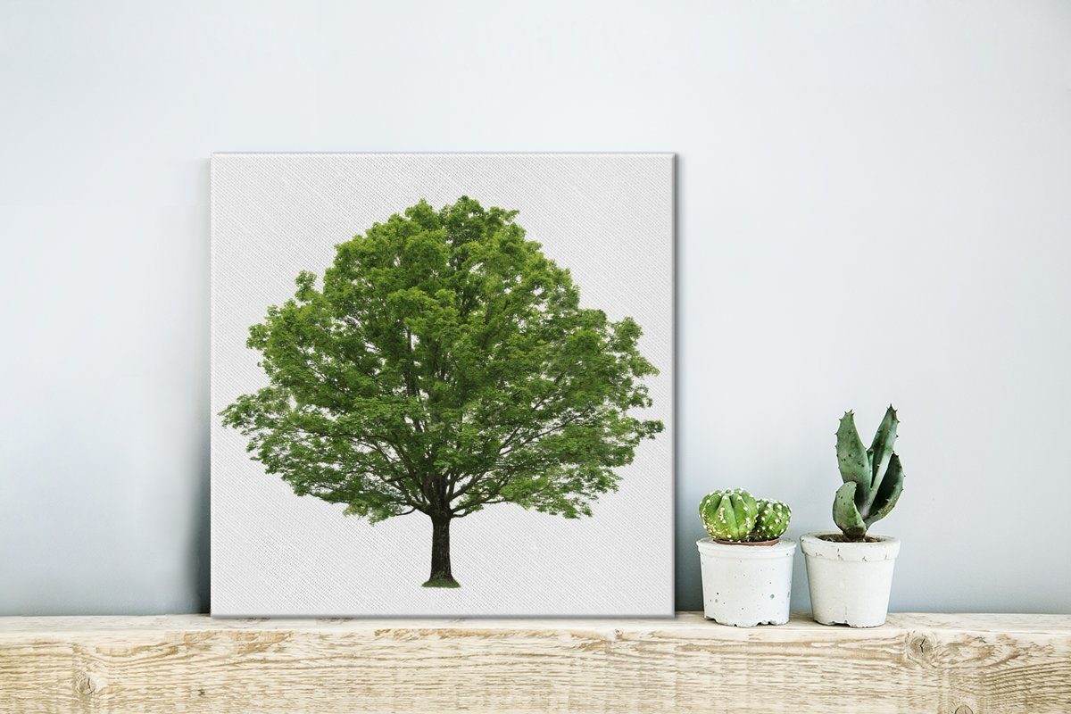 St), Leinwand Schlafzimmer Ahornbaum auf OneMillionCanvasses® Wohnzimmer Bilder (1 Leinwandbild weißem Hintergrund, für