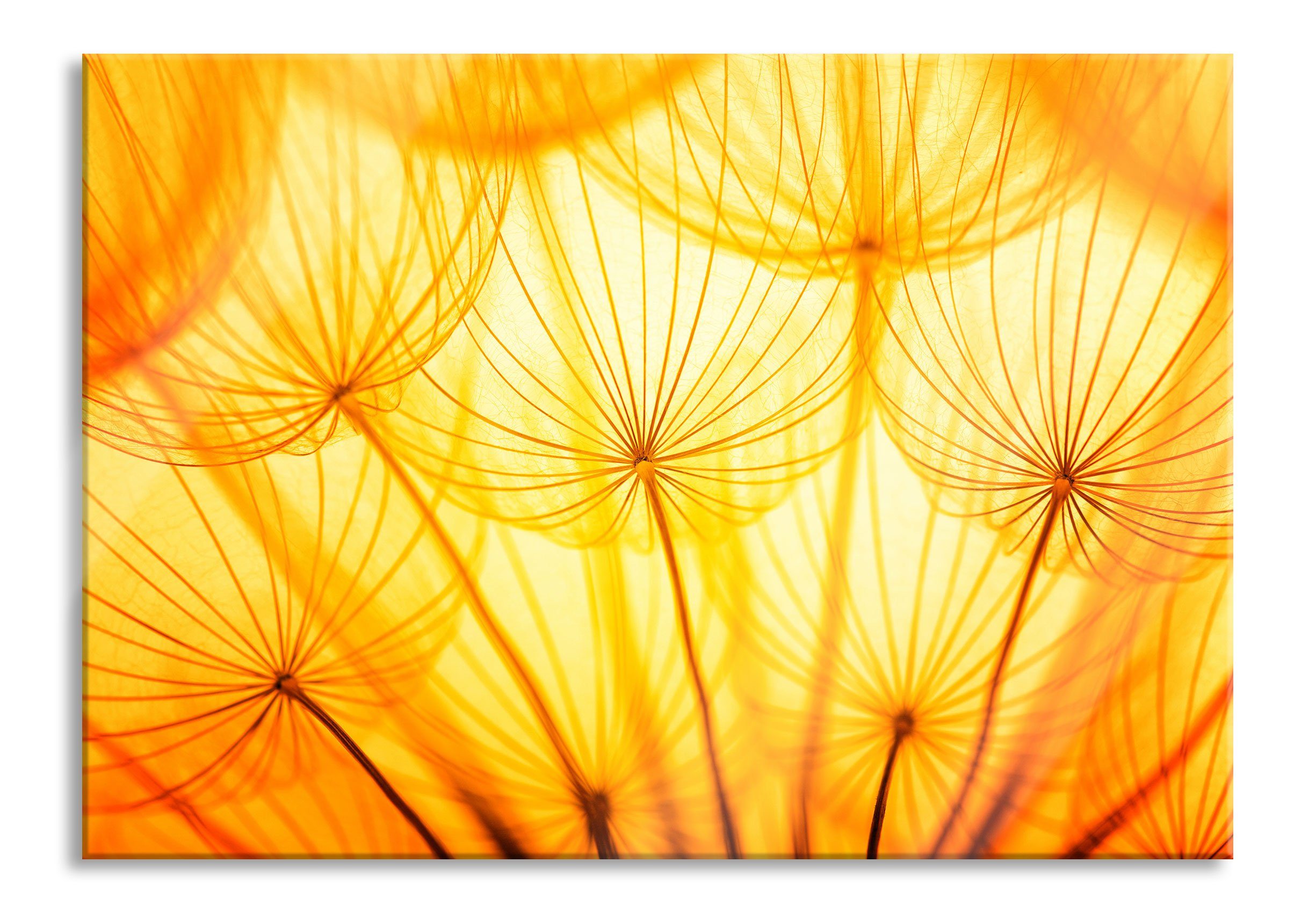 Pixxprint Glasbild Pusteblumen inkl. (1 Aufhängungen Pusteblumen oranges Echtglas, Glasbild oranges St), Licht Licht, und Abstandshalter aus