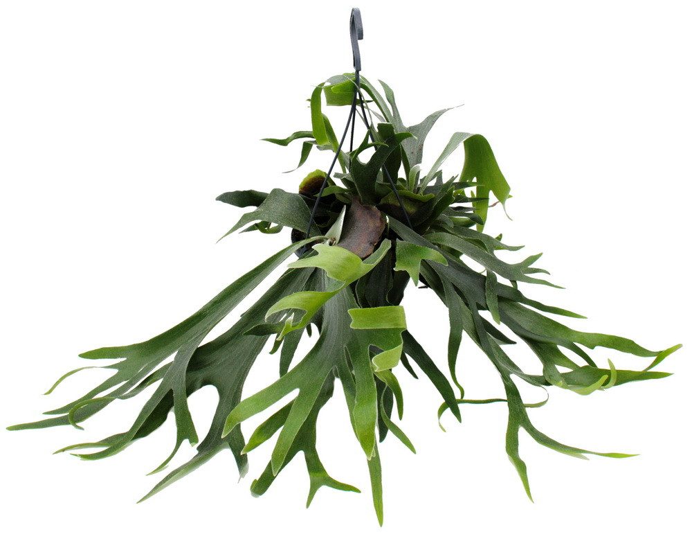 Exotenherz Zimmerpflanze Platycerium bifurcatum Geweihfarn Solitärpflanze im 21cm Ampeltopf