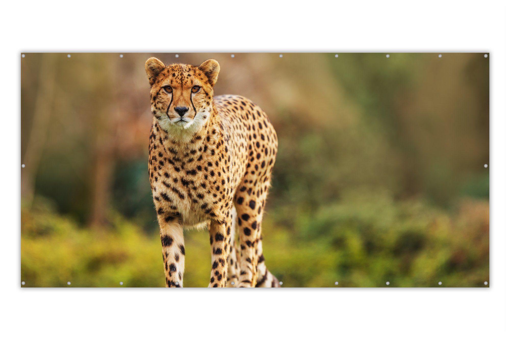MuchoWow Balkonsichtschutz Wildtiere - Gras - Leopard - Natur (1-St) Balkonbespannung mit Metalösen, UV-beständig, Balkonbanner
