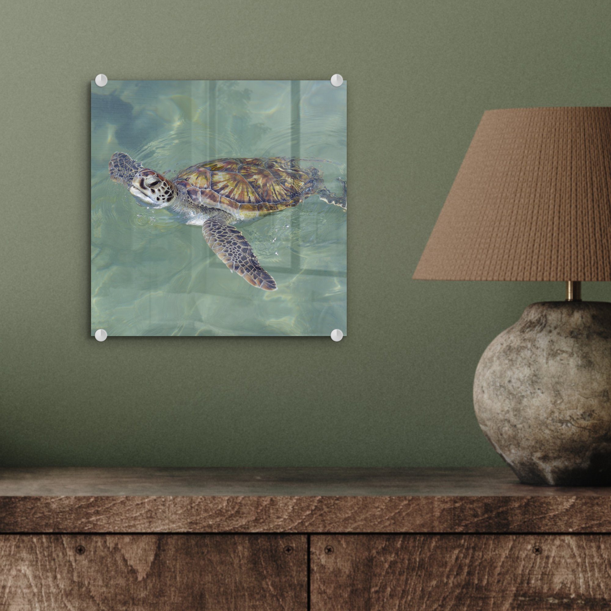 - Wandbild MuchoWow (1 Bilder auf St), auf Wasser, im schwimmt - Glasbilder Schildkröte - Foto Glas Glas Acrylglasbild Wanddekoration