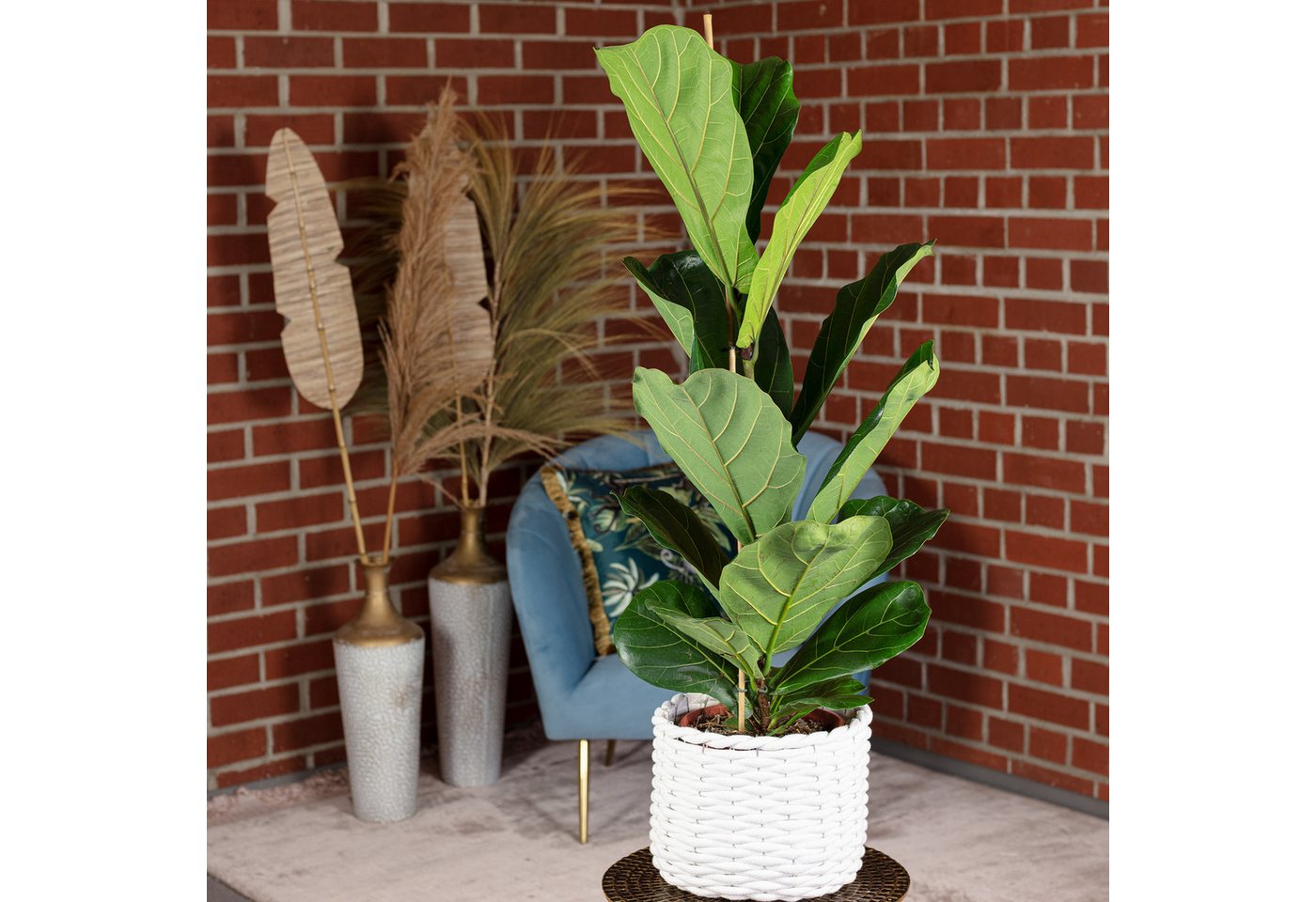 Thumbnail - Flowerbox Zimmerpflanze Geigenfeige - Ficus Lyrata, pflegeleicht - Höhe ca. 100 cm, Topf-Ø 21 cm