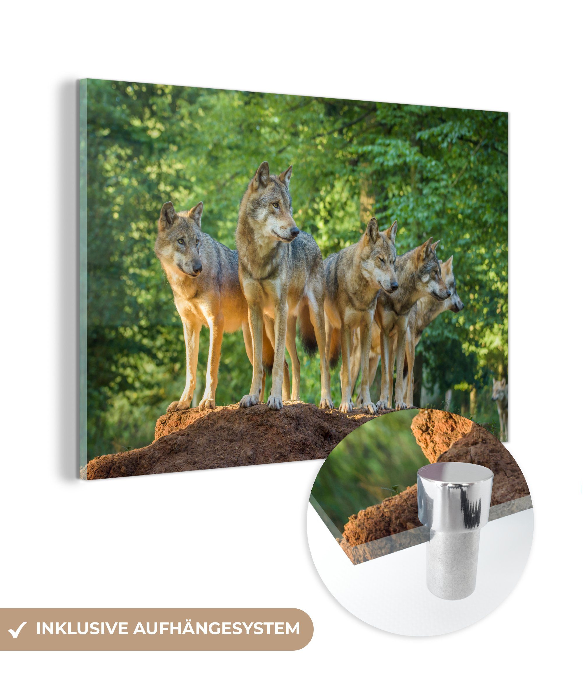 MuchoWow Acrylglasbild Wolf - Braun - Wald, (1 St), Acrylglasbilder Wohnzimmer & Schlafzimmer