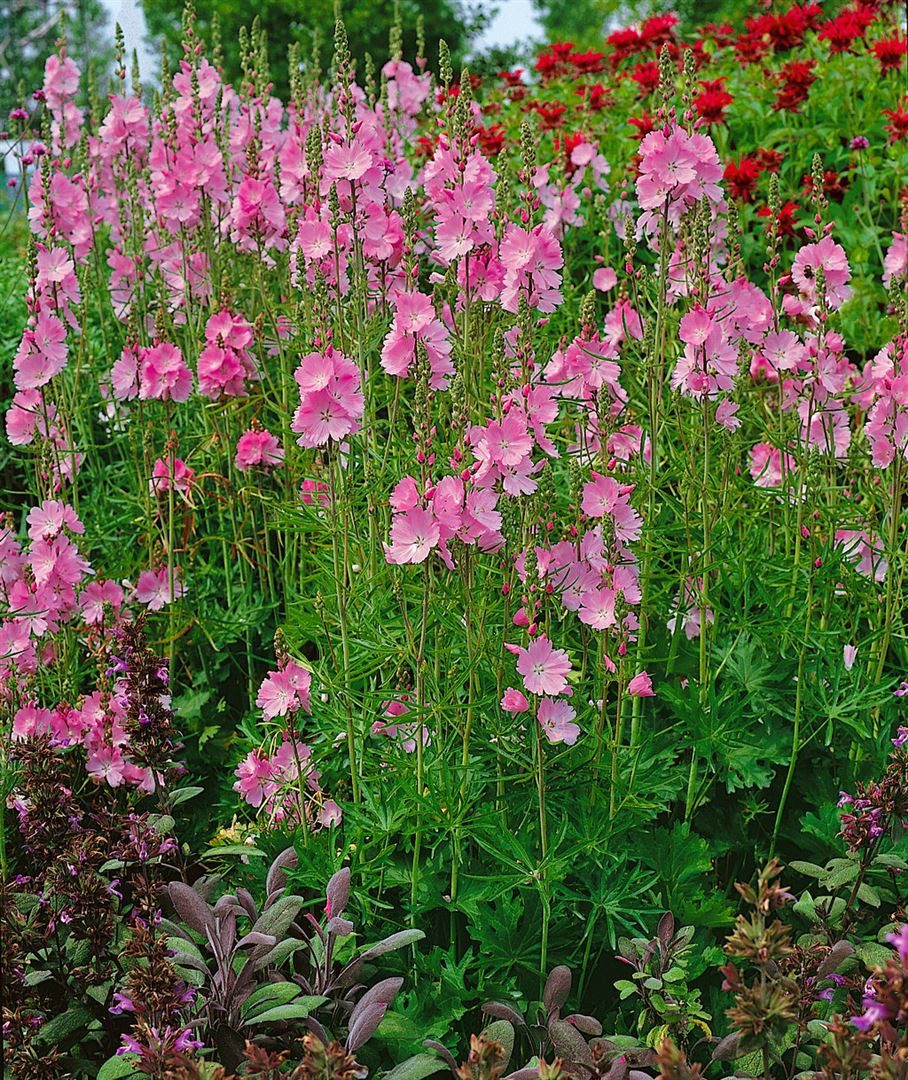 Pflanzen für Dich Staude Sidalcea malv. Rosanna, 1 St., Rosenmalve, Prachtnelke