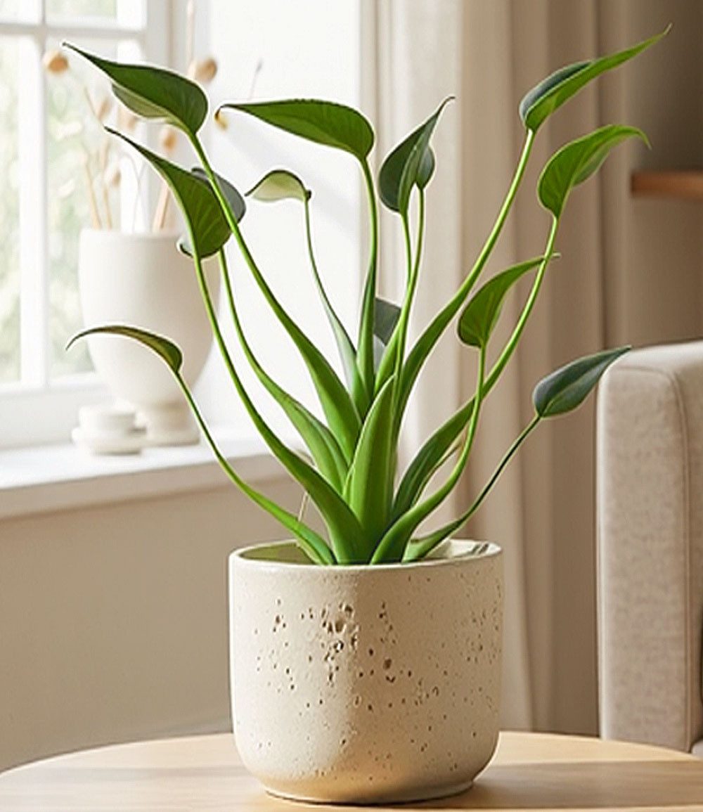 BALDUR Garten Zimmerpflanze Alocasia 'Tiny Dancers', 1 St., Elefantenohr, pflegeleicht