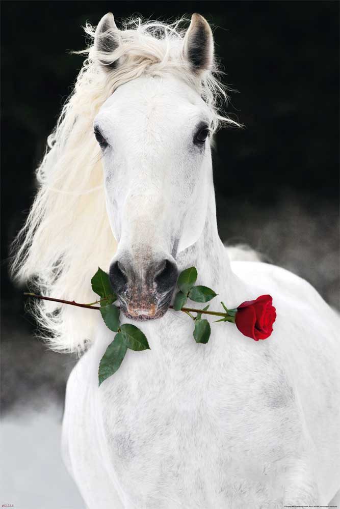 Poster Pferde - Poster - Lipizzaner günstig online kaufen