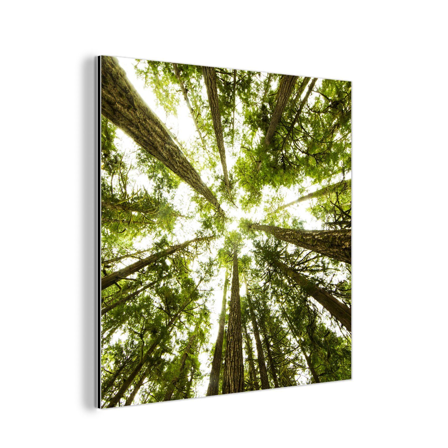 Metallbild Hohe grüne Bäume im Dschungel