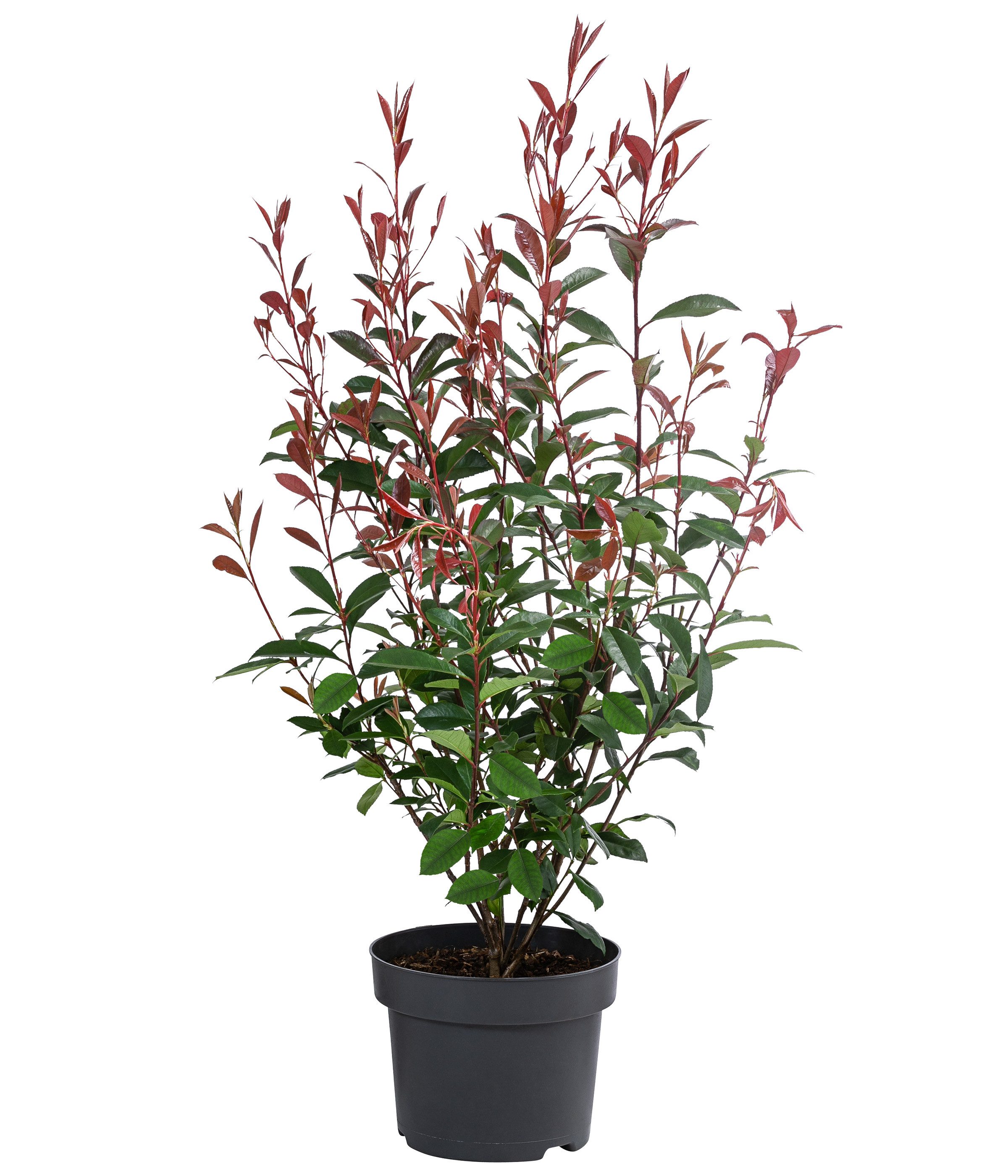 Dehner Hecken Glanzmispel Carre Rouge, Photinia fraseri, ca. 150 - 160 cm, 20 l Topf, immergrüner Strauch mit rotem Blattaustrieb