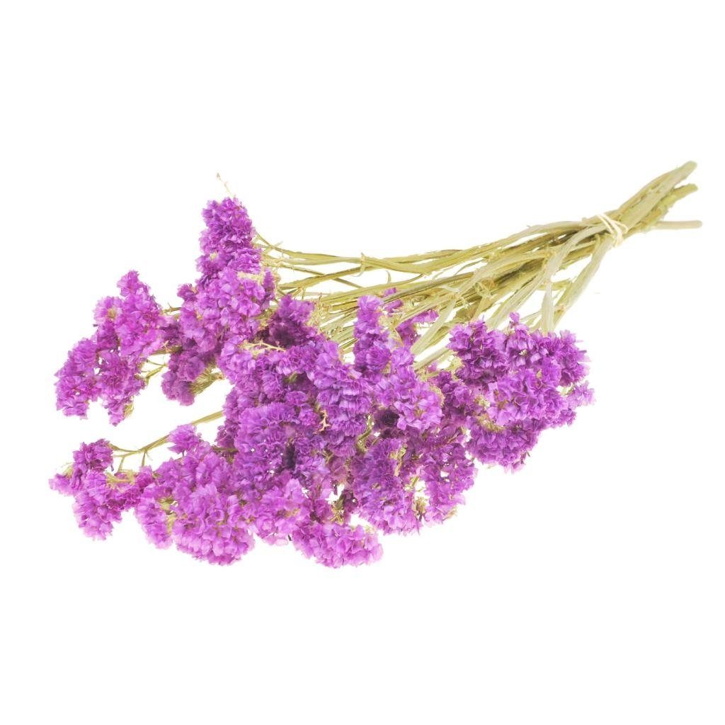 Trockenblume Statice sinuata getrocknet in Fuchsia, günstig online kaufen