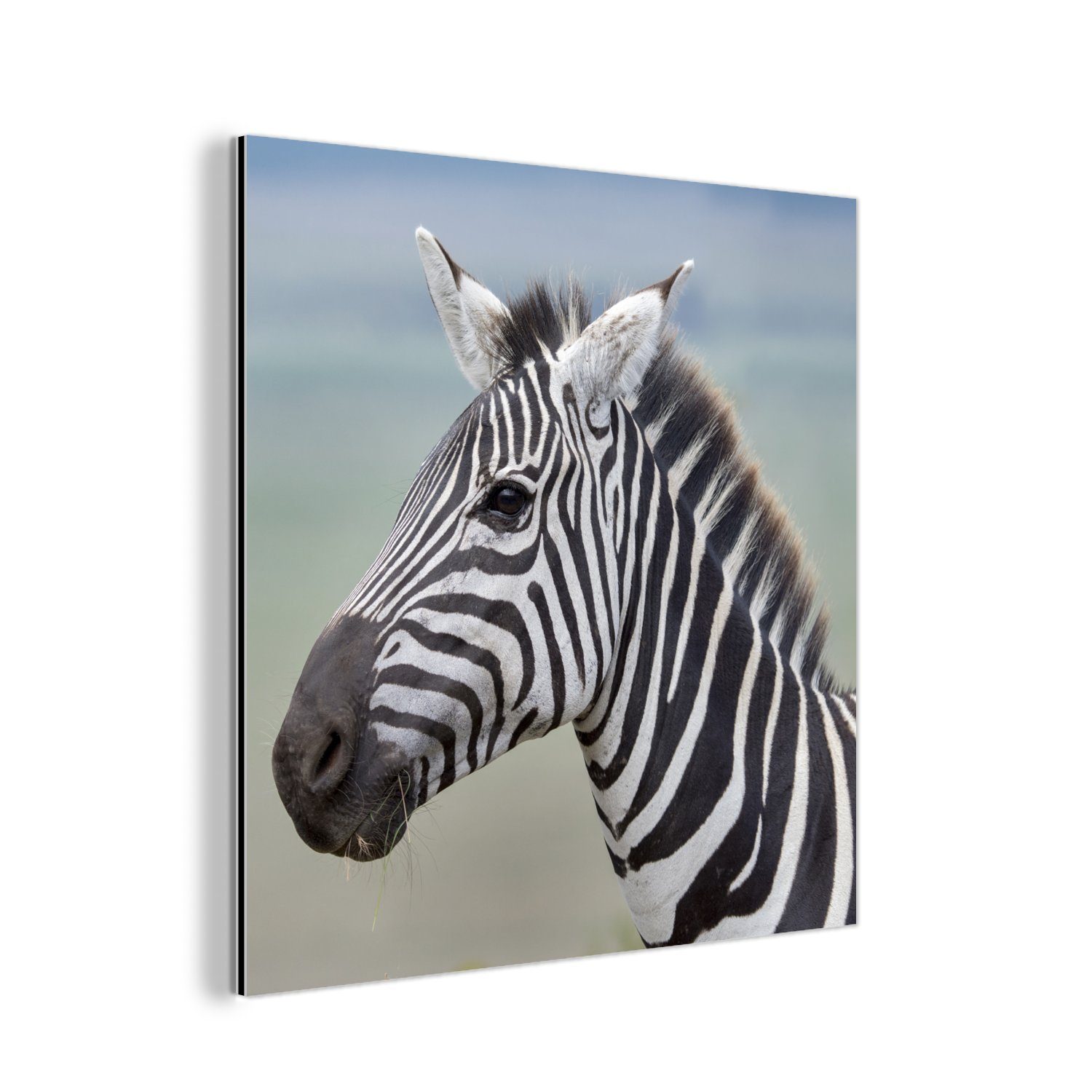 MuchoWow Metallbild Zebra Nahaufnahme, (1 St), Alu-Dibond-Druck, Gemälde aus Metall, Aluminium deko