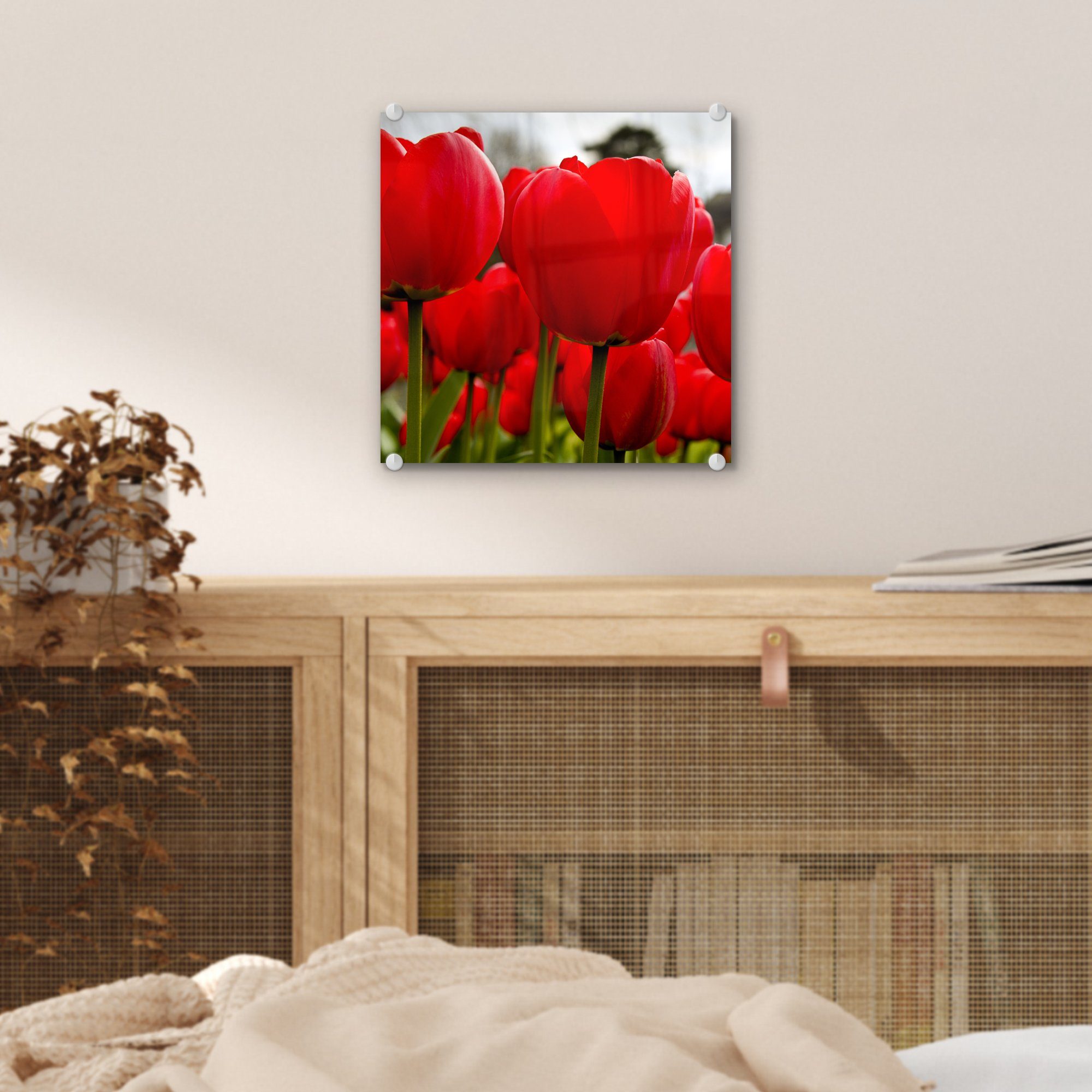 MuchoWow Acrylglasbild Nahaufnahme von roten - - Wanddekoration Glasbilder (1 Tulpen, Glas Foto - Glas Bilder auf auf Wandbild St)