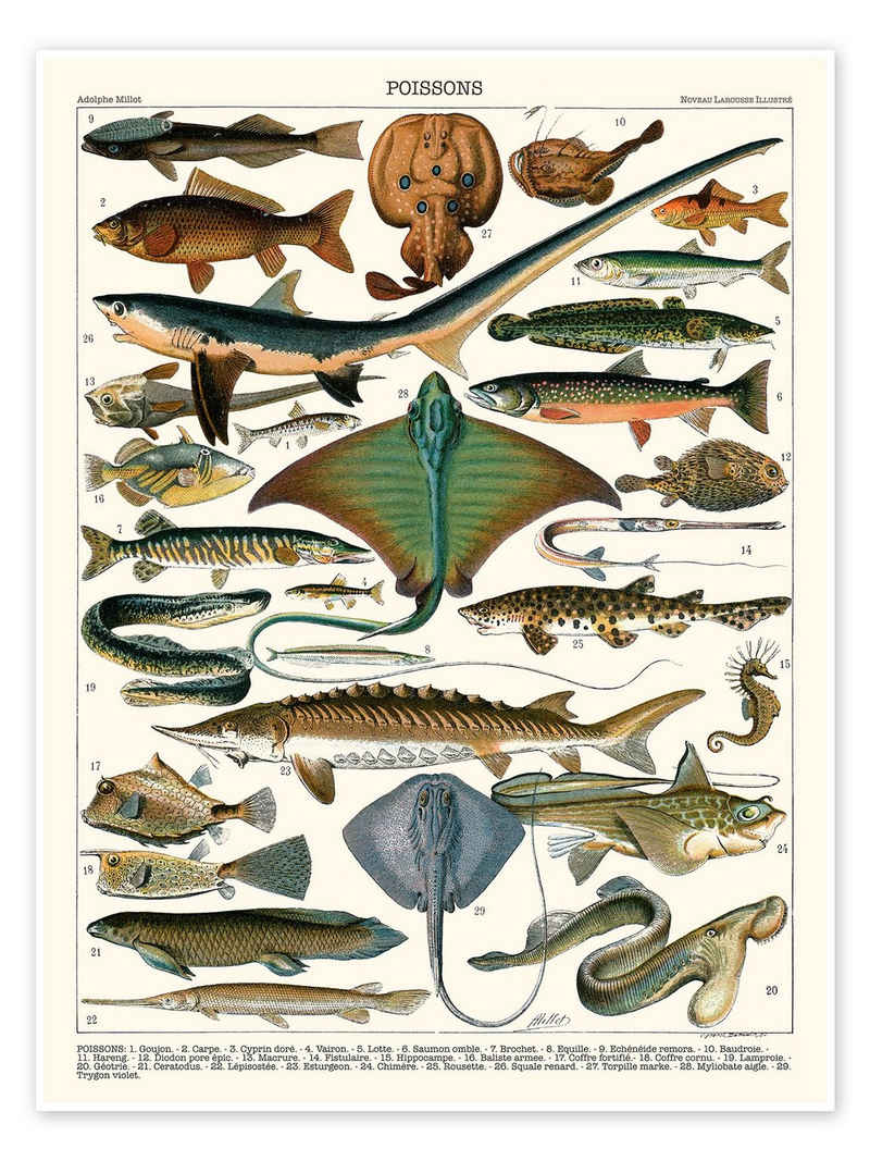 Posterlounge Poster Adolphe Millot, Meeresfische, 1905 (französisch), Klassenzimmer Vintage Illustration