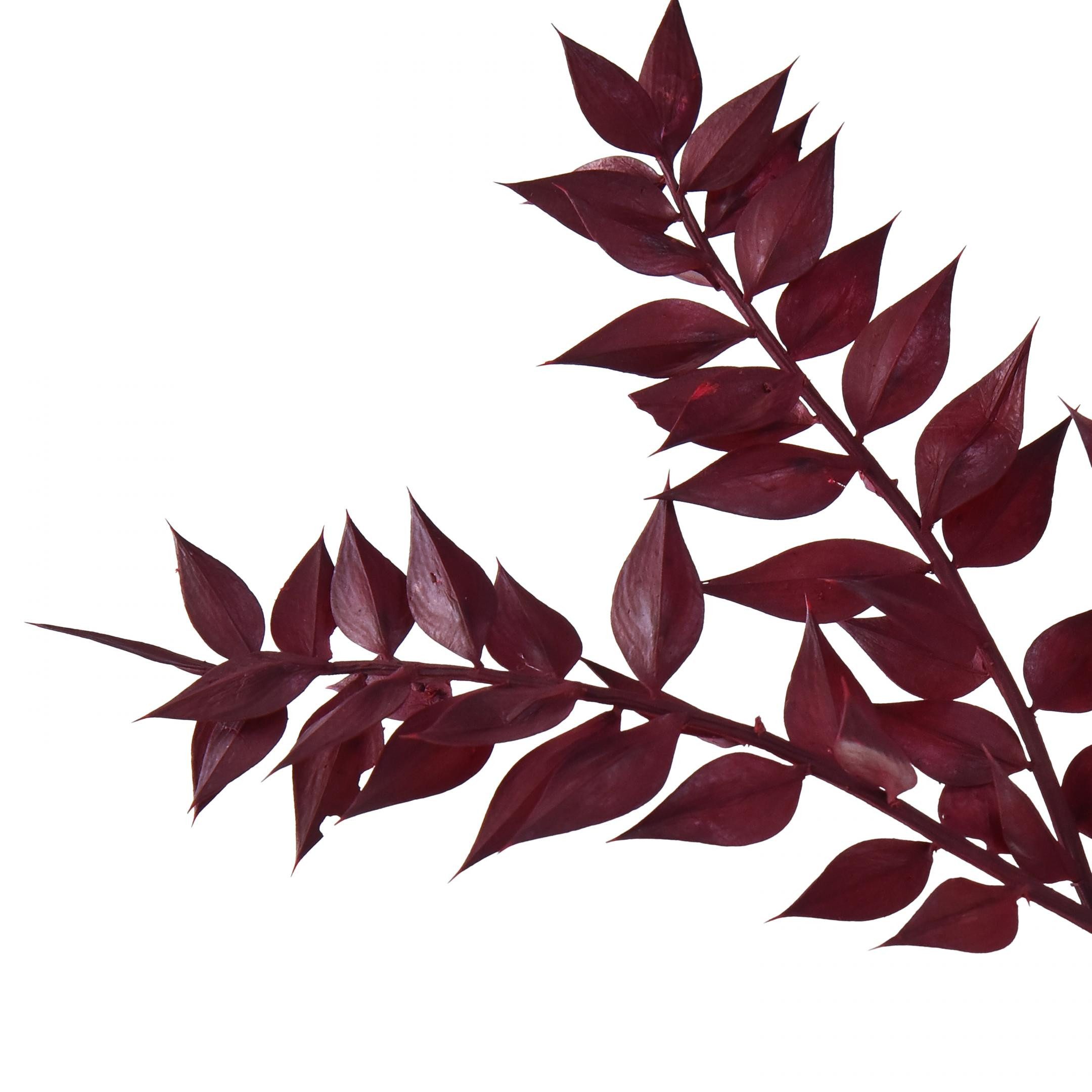 Trockenblume Ruscus Rot Deko Zweige getrocknet Dunkelrot 75-95cm 1kg, Florists Products, Höhe 95 cm