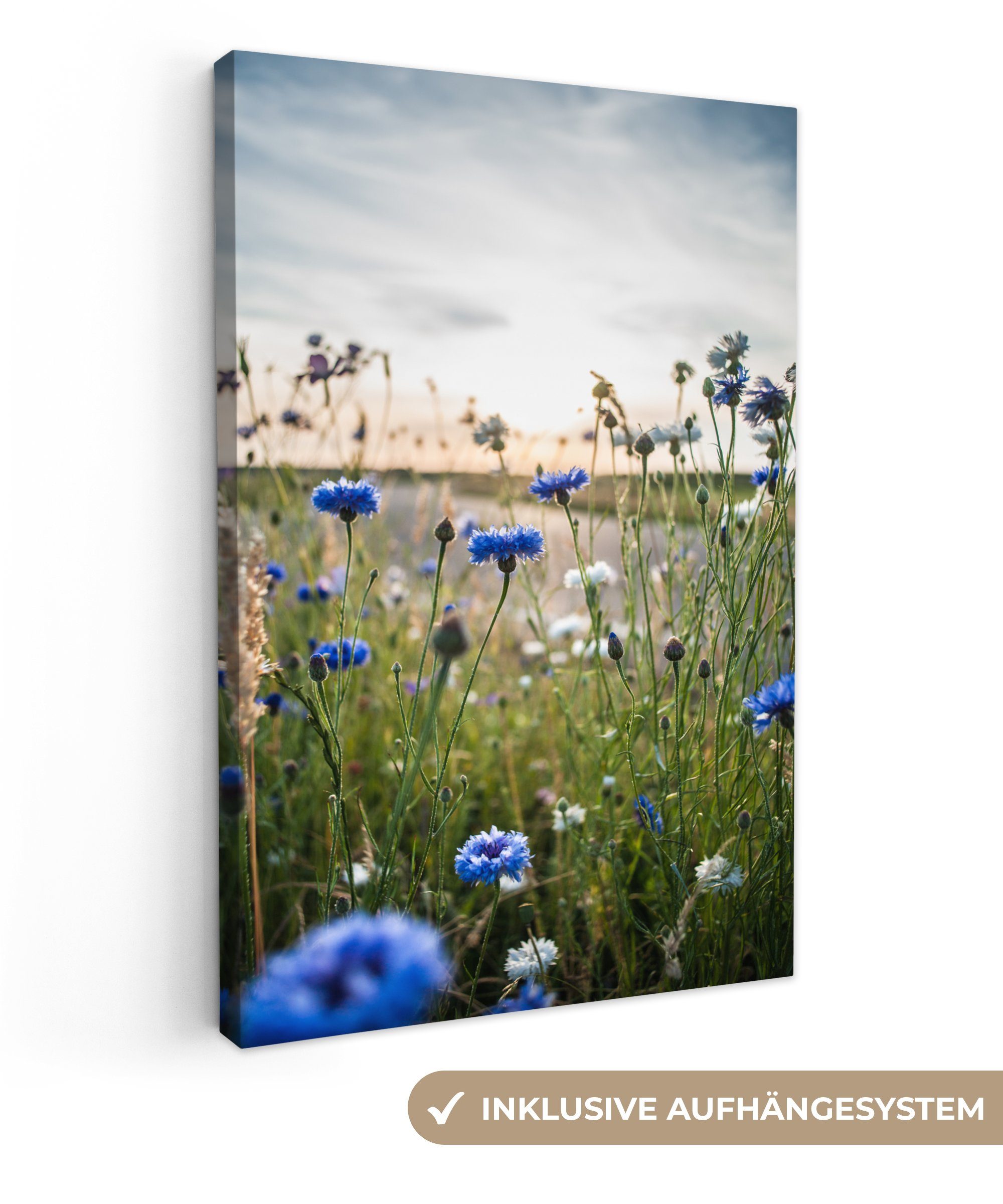 OneMillionCanvasses® Leinwandbild Blumen - Sommer - Kornblume - Blau - Sonn günstig online kaufen
