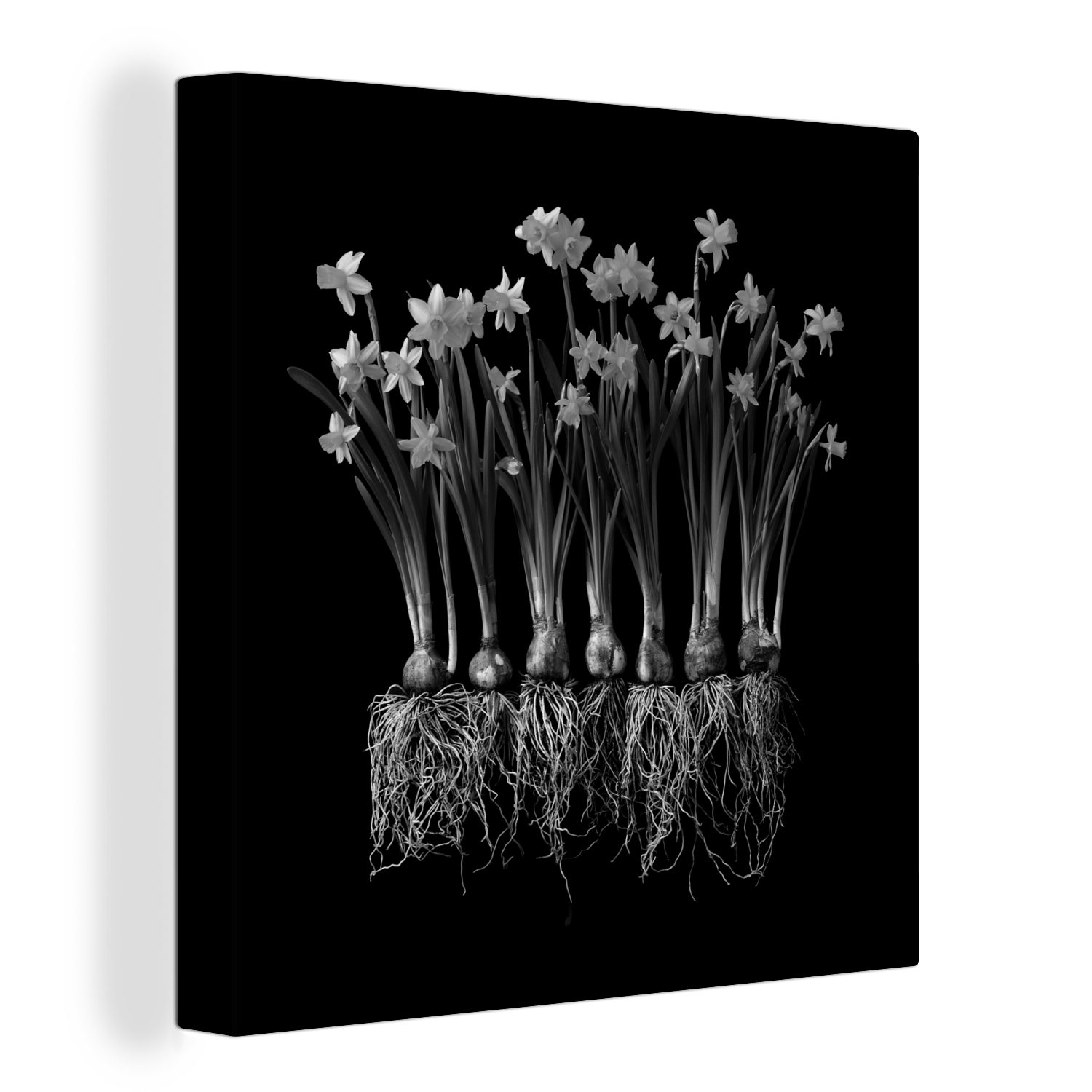 OneMillionCanvasses® Leinwandbild Mehrere Narzissen mit Zwiebeln auf schwarzem Hintergrund - schwarz und, (1 St), Leinwand Bilder für Wohnzimmer Schlafzimmer