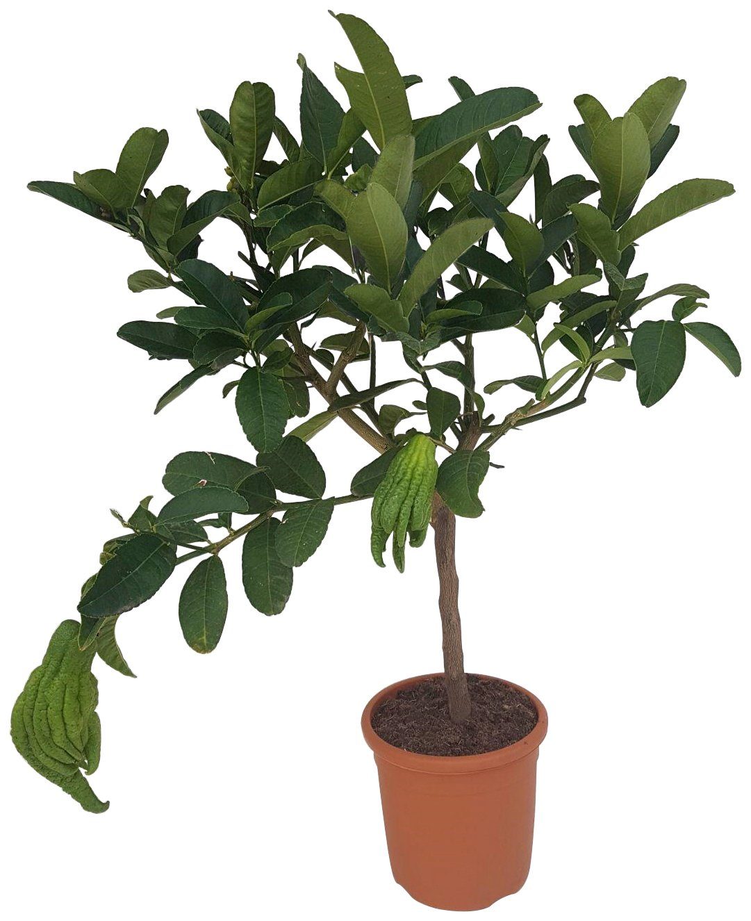 BCM Zitronenbaum »Buddhas Hand«, Höhe: 70 cm, 1 Pflanze online kaufen | OTTO