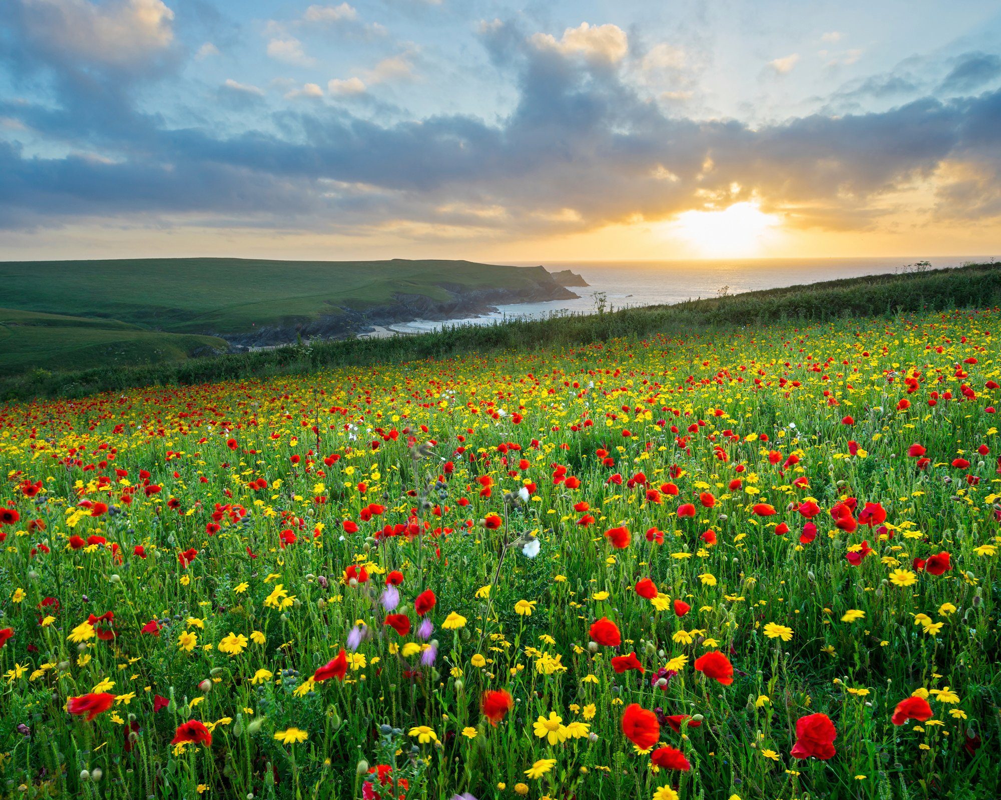 Papermoon Fototapete BLUMEN-WIESE-MOHN FELD CORNWALL MEER KÜSTE SONNE WOLKEN