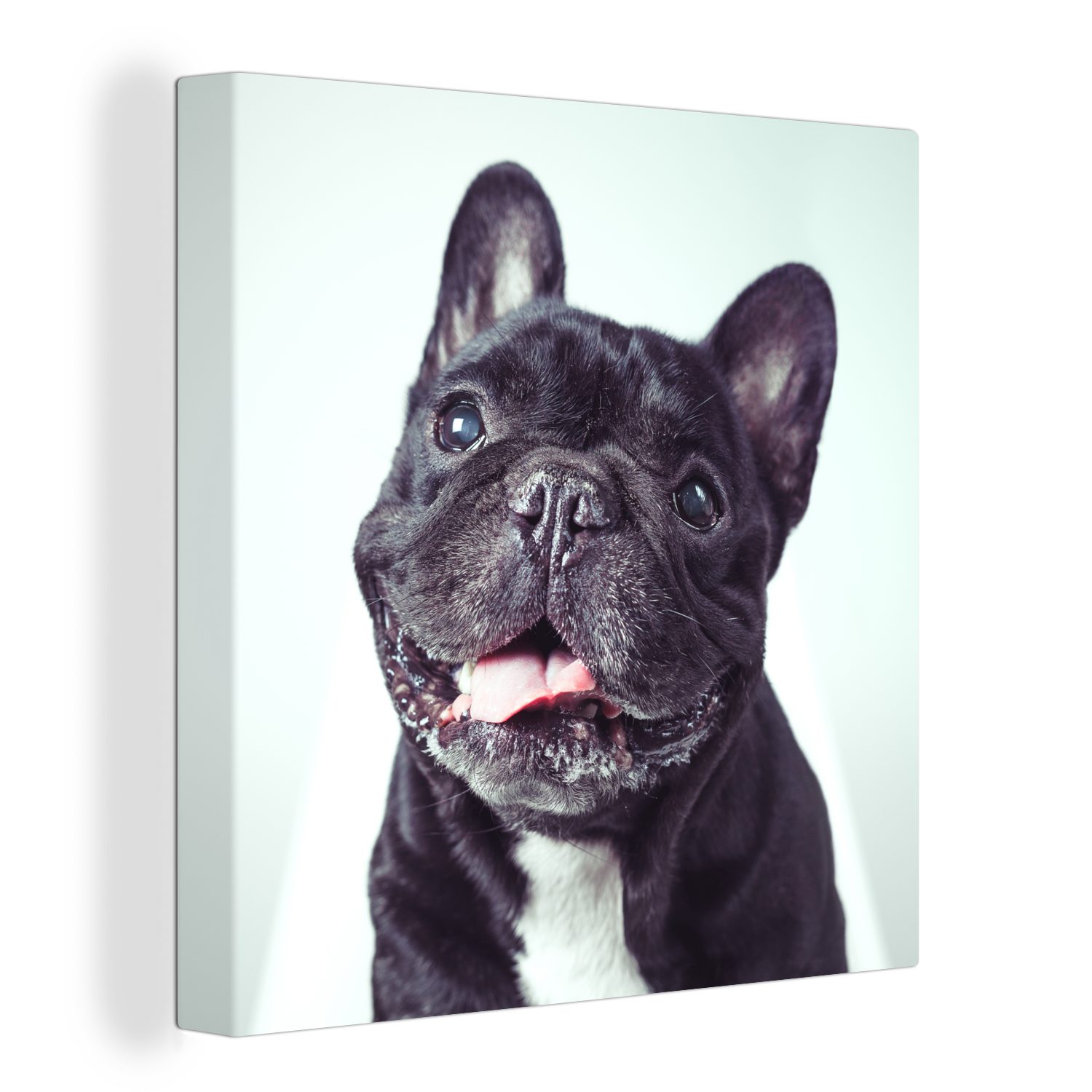 OneMillionCanvasses® Leinwandbild Französische Bulldogge - Schwarz - Stuhl, (1 St), Leinwand Bilder für Wohnzimmer Schlafzimmer