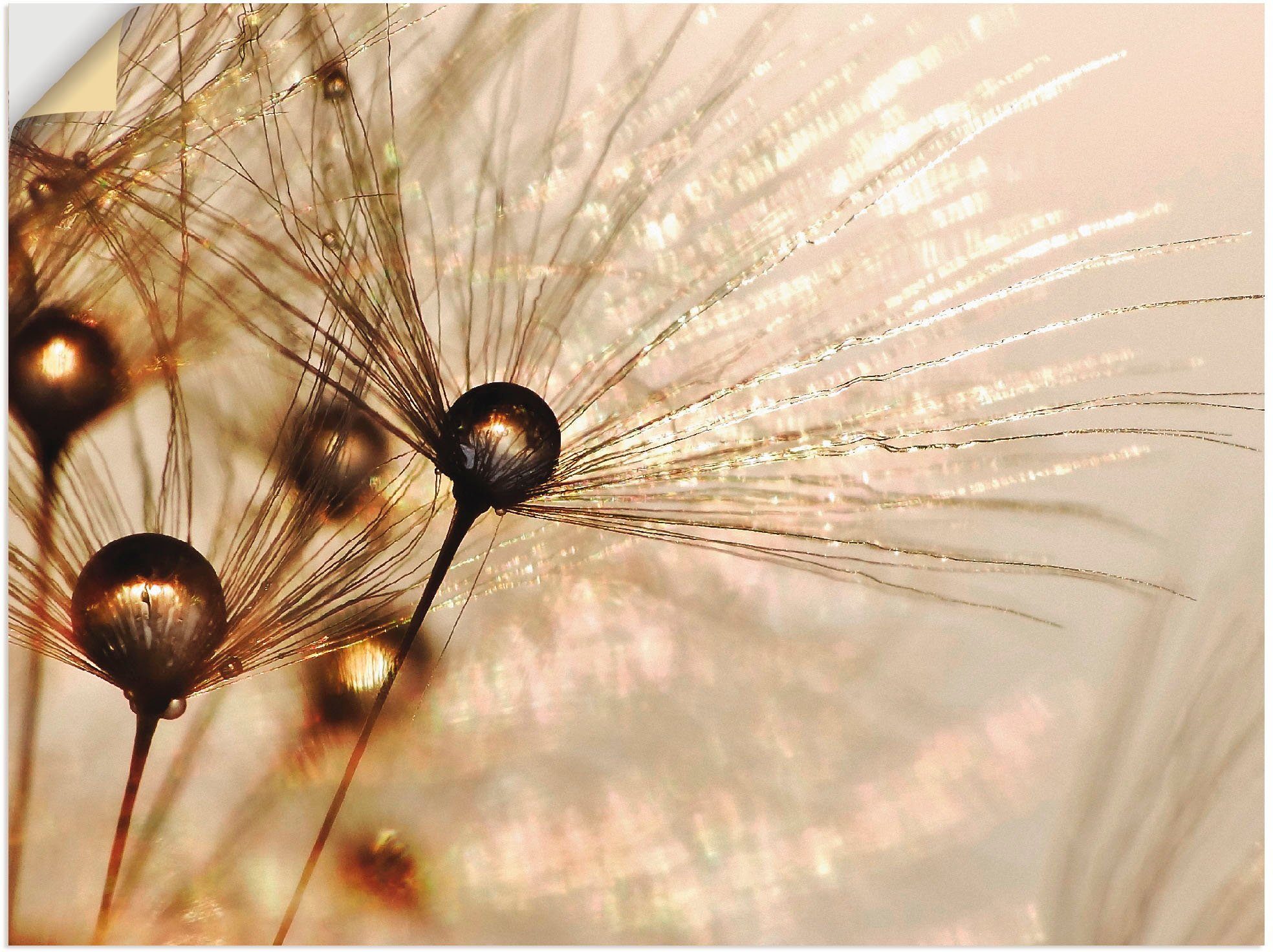 Artland Wandbild Pusteblume Goldener Tropfen, Blumen günstig online kaufen