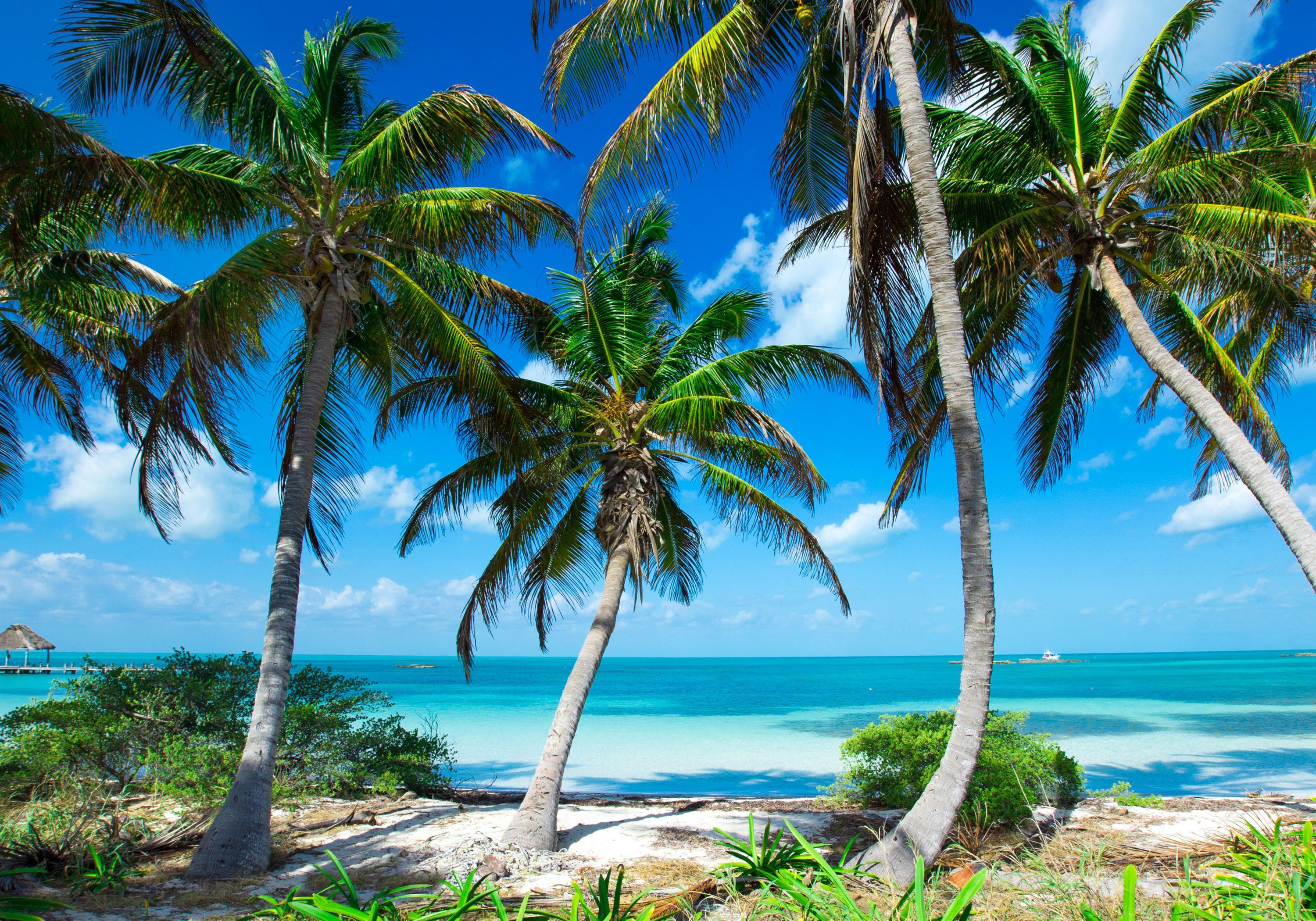 wandmotiv24 Fototapete Palmen an tropischem Strand, glatt, Wandtapete, Motivtapete, matt, Vliestapete