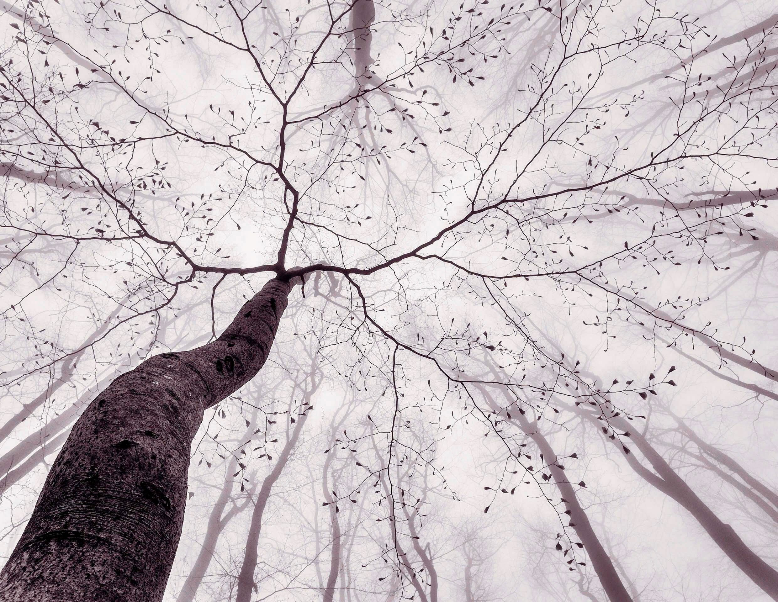 living walls Fototapete Tree Top, glatt, abstrakt, naturalistisch, Motiv, Nebel Wald Tapete Natur Fototapete Wohnzimmer Tapeten Design Optik