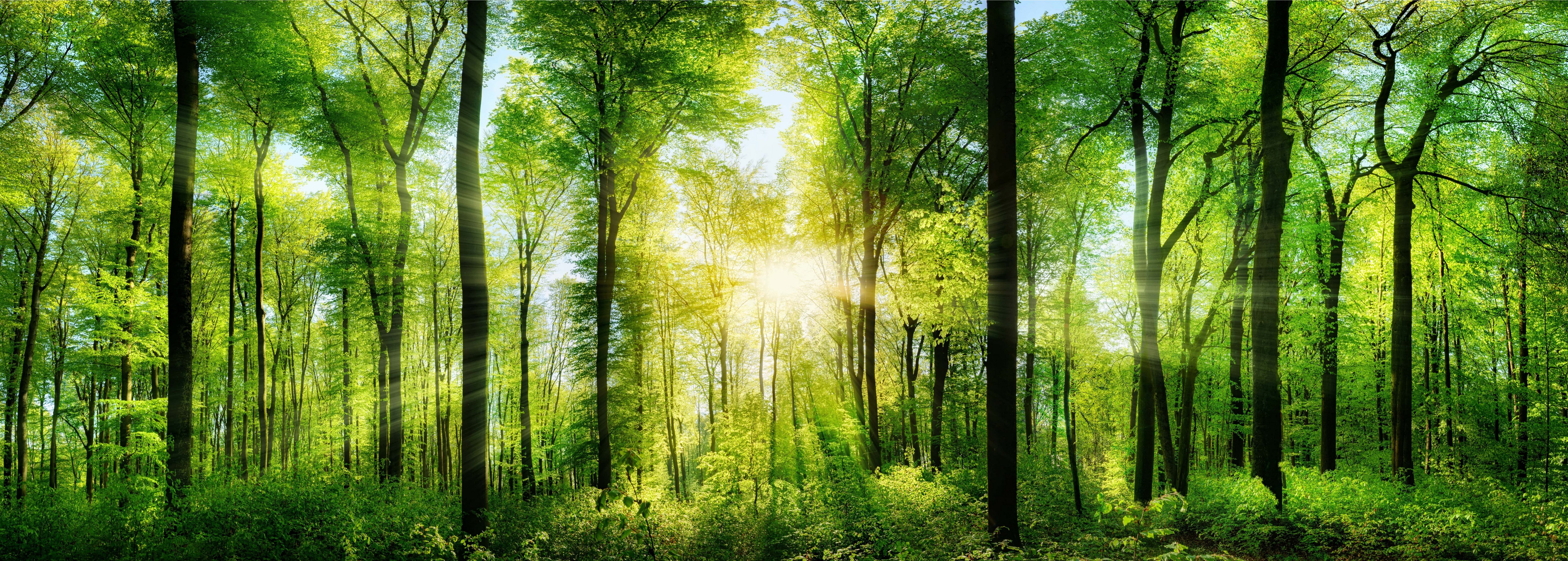 Wandbild aus Plexiglas® Druck auf Acryl 140x70 Landschaften Wald in der Sonne 