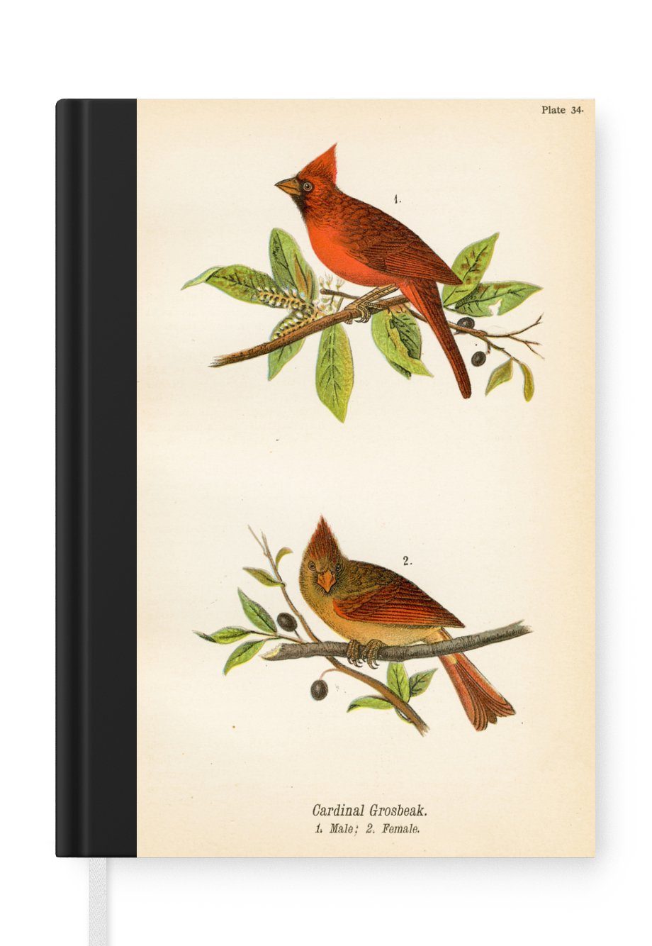MuchoWow Notizbuch Antiker Vogeldruck Vögel, Journal, Merkzettel, Tagebuch, Notizheft, A5, 98 Seiten, Haushaltsbuch