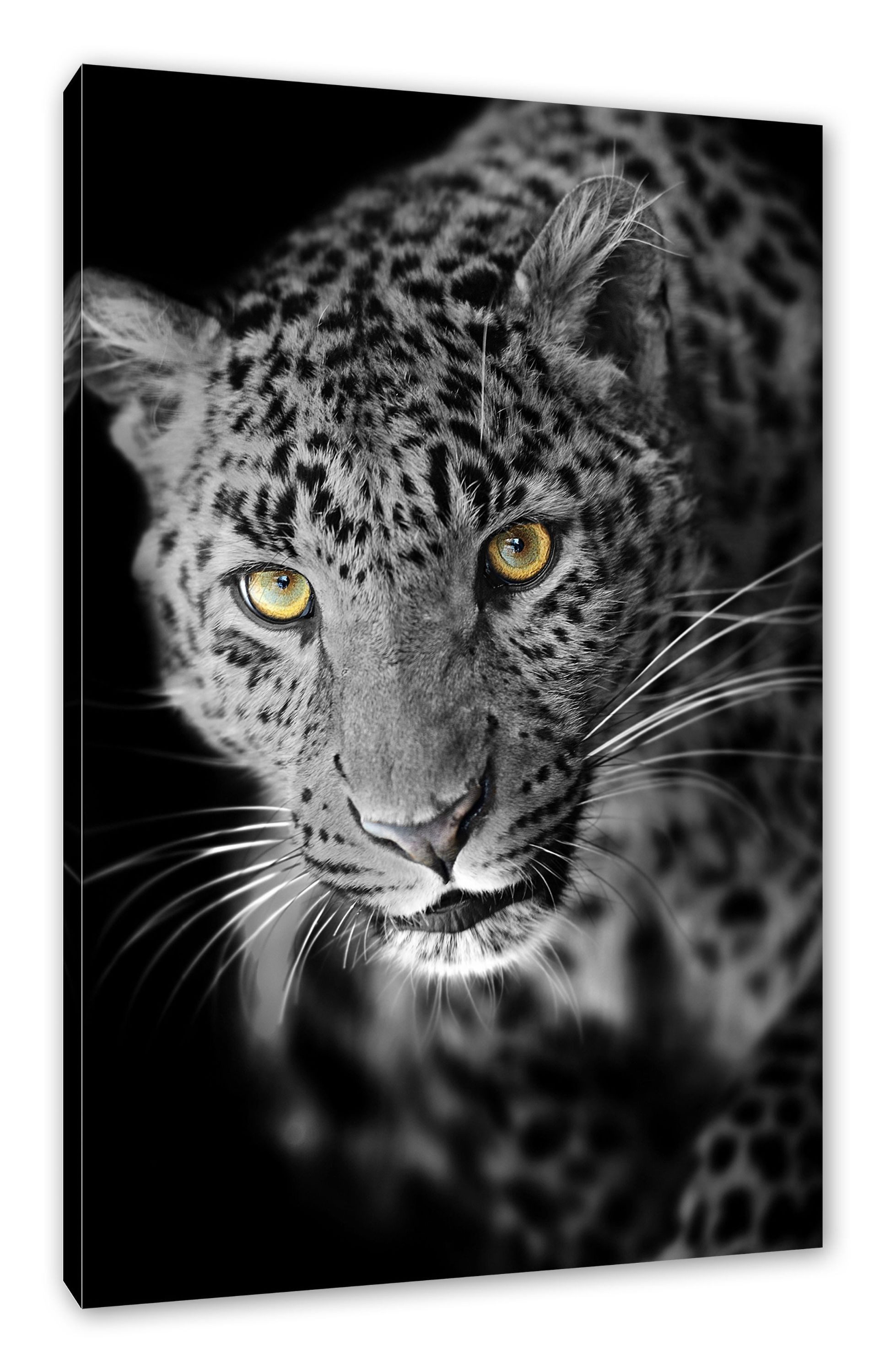 Pixxprint Leinwandbild prächtig anmutiger Leopard, prächtig anmutiger Leopard (1 St), Leinwandbild fertig bespannt, inkl. Zackenaufhänger