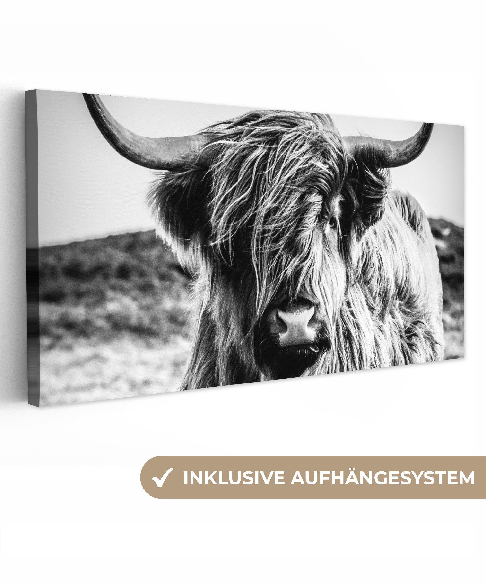 Schottischer Highlander - Natur - Kuh - Schwarz - Weiß