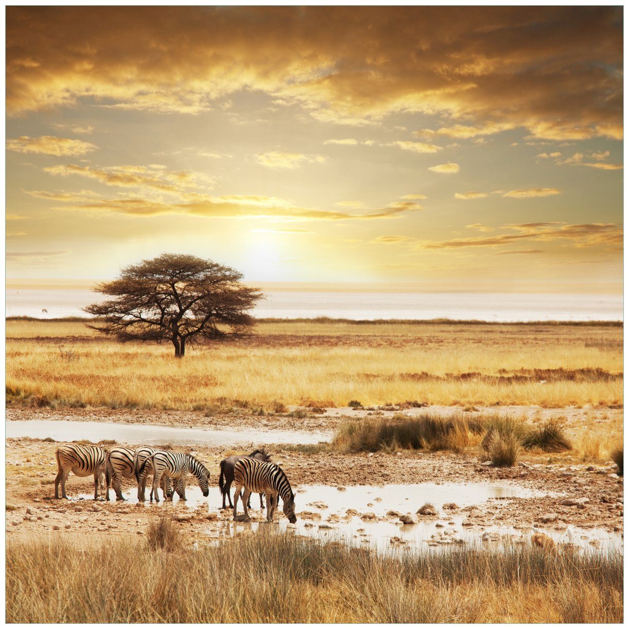 Zebras Wasser Afrika Safari (1 Ikea geeignet Wallario Tischplatte Lack Herde für eine St), am in Tisch