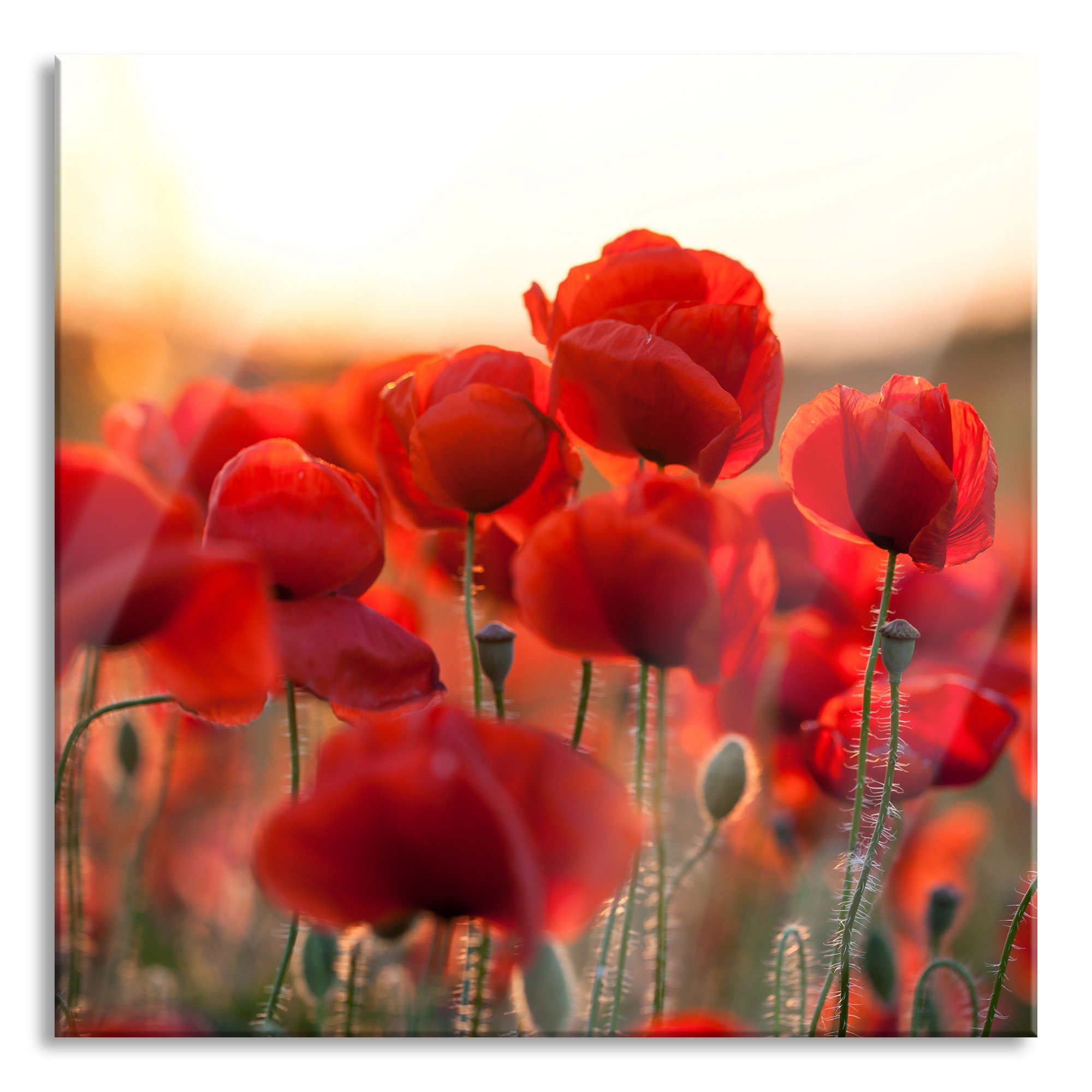 Pixxprint Glasbild Feuriger Mohn, Feuriger Mohn (1 St), Glasbild aus Echtglas, inkl. Aufhängungen und Abstandshalter