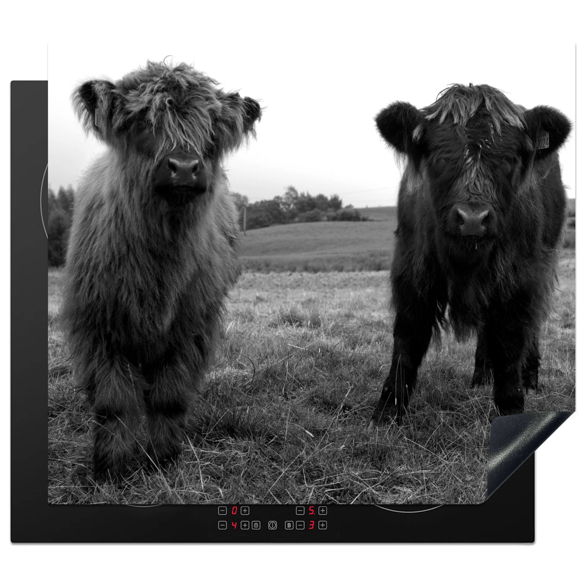 MuchoWow Herdblende-/Abdeckplatte Schottische Highlander - Kühe - Natur - Grün - Gras, Vinyl, (1 tlg), 58x51 cm, Küchen Dekoration für Induktionsherd, Induktionskochfeld