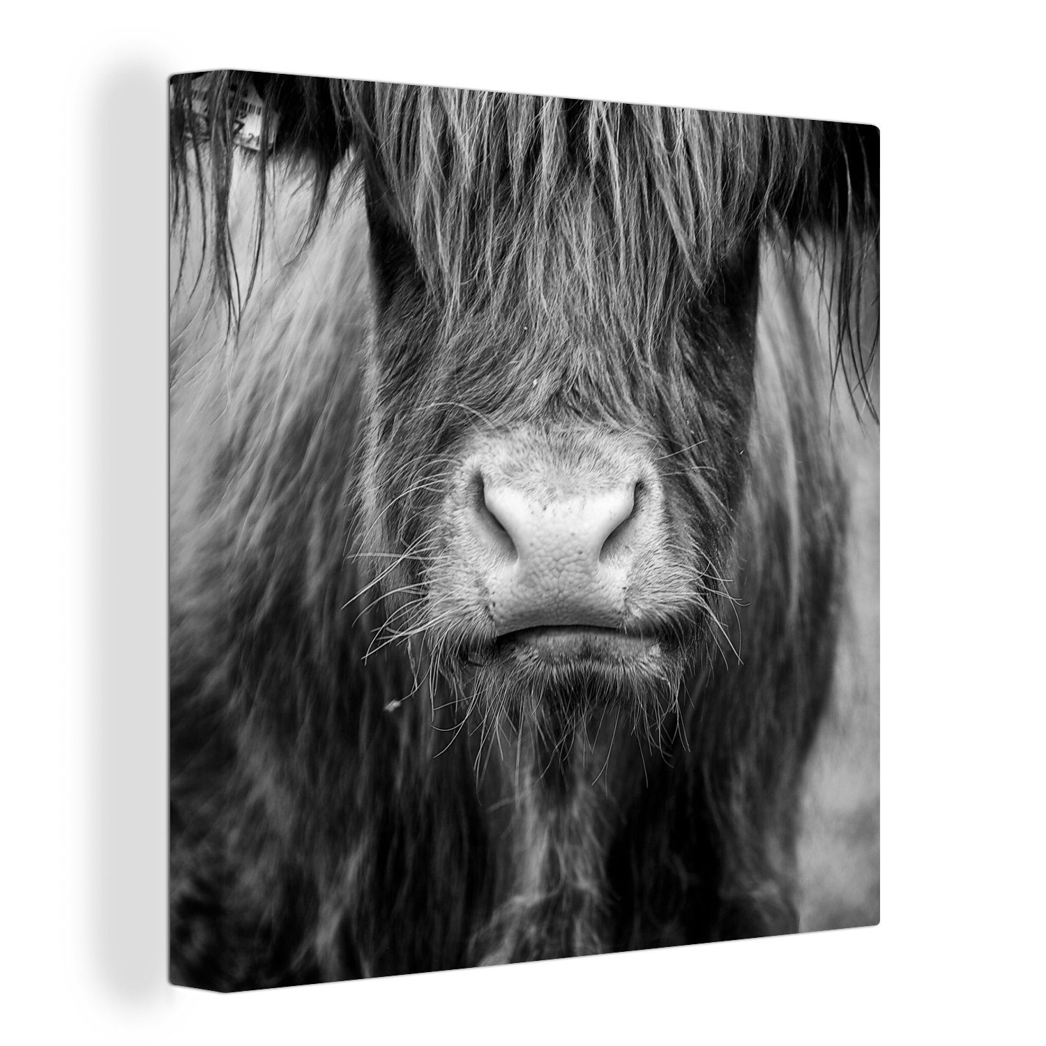 OneMillionCanvasses® Leinwandbild Schottischer Highlander - Kuh - Schwarz - Weiß - Tiere, (1 St), Leinwand Bilder für Wohnzimmer Schlafzimmer