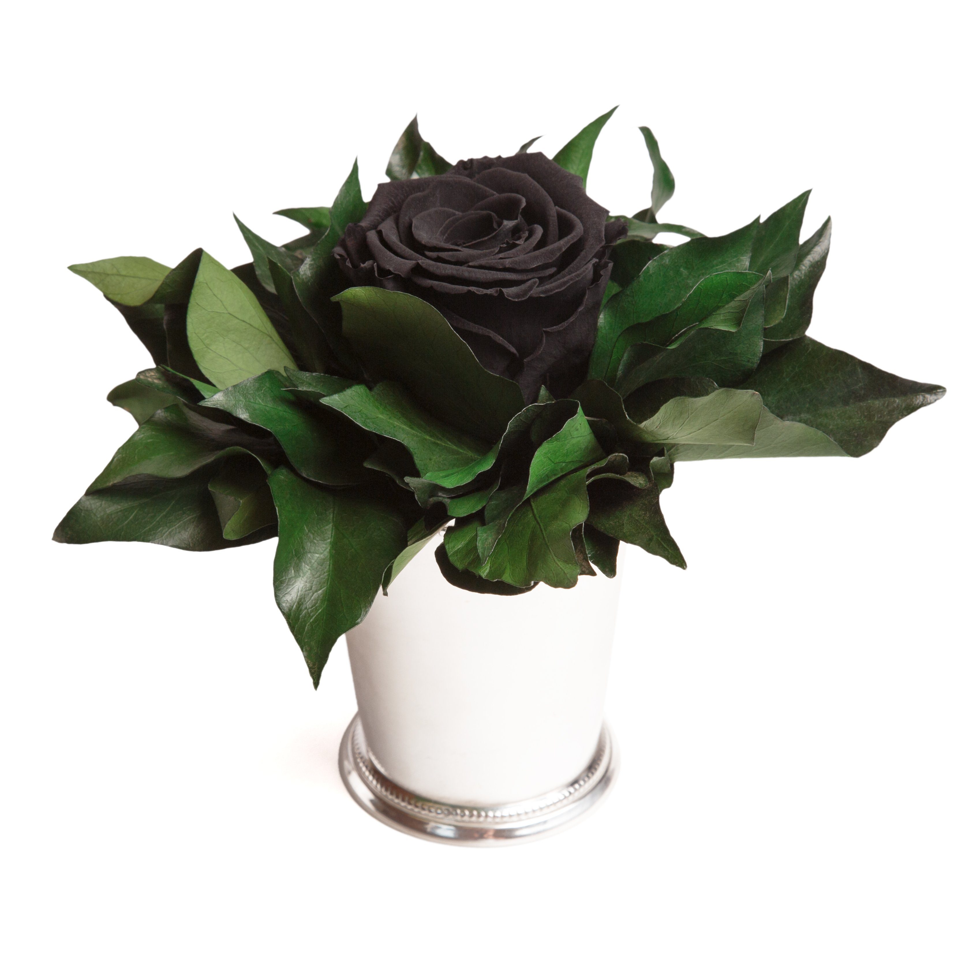 für Heidelberg, Infinity 1 Schwarz Echte Becher Frauen Geschenkidee 12 Rose, lange Blume Zimmerpflanze ROSEMARIE Rose Höhe silberfarben cm, haltbar Künstliche SCHULZ