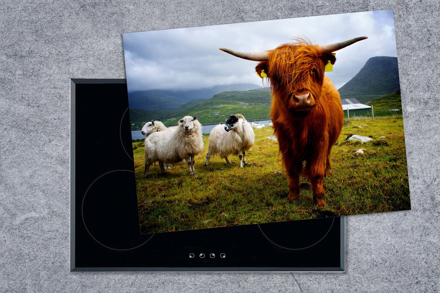 - MuchoWow Arbeitsfläche - nutzbar, Ceranfeldabdeckung Kuh tlg), Schottland 70x52 (1 Vinyl, Schaf, cm, Mobile Herdblende-/Abdeckplatte