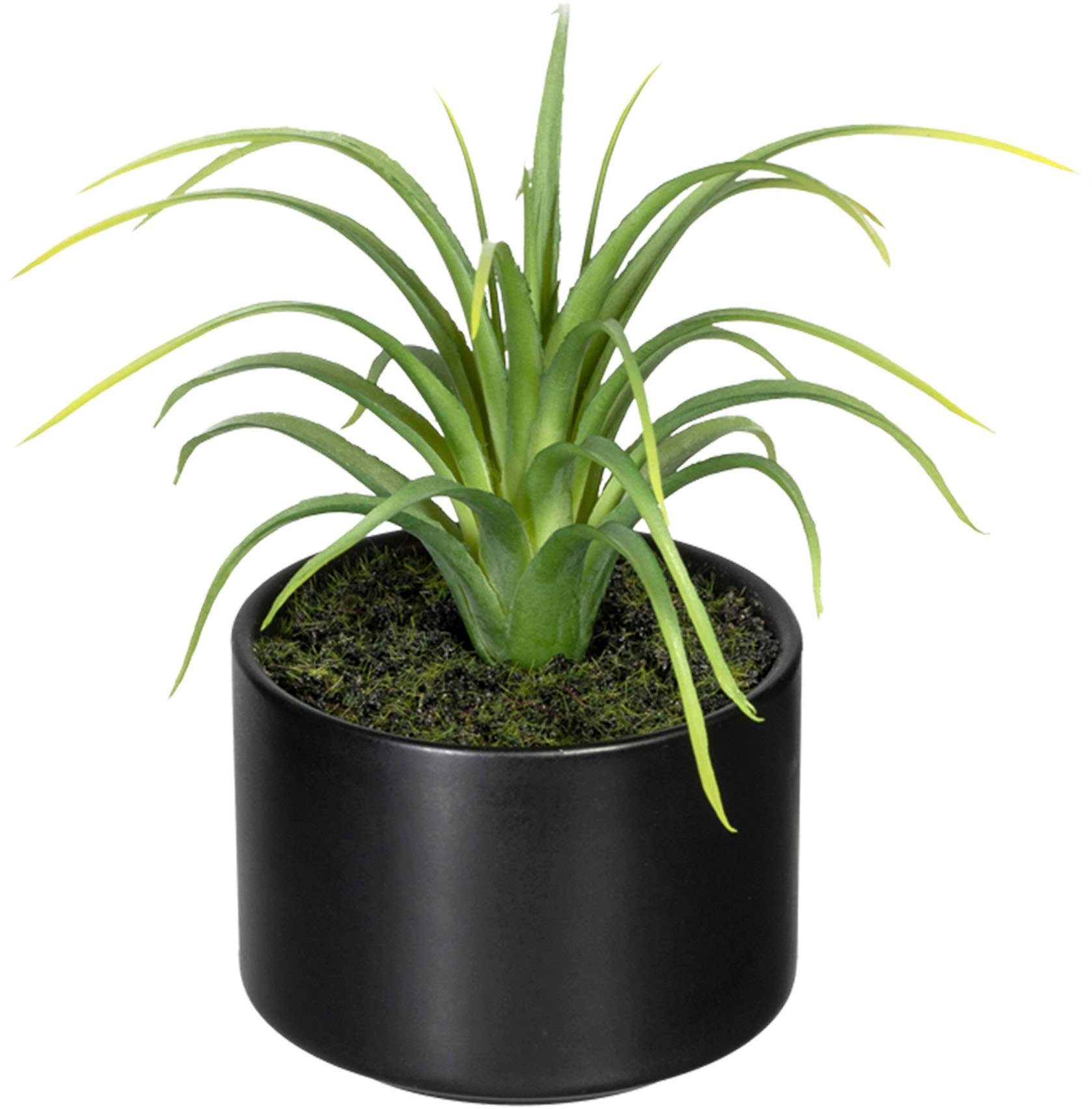 Künstliche Zimmerpflanze Set aus Aloe, Agave und Tillandsie Sukkulente, Creativ green, Höhe 15 cm, im Keramiktopf, 3er Set – Bild 4 von 5