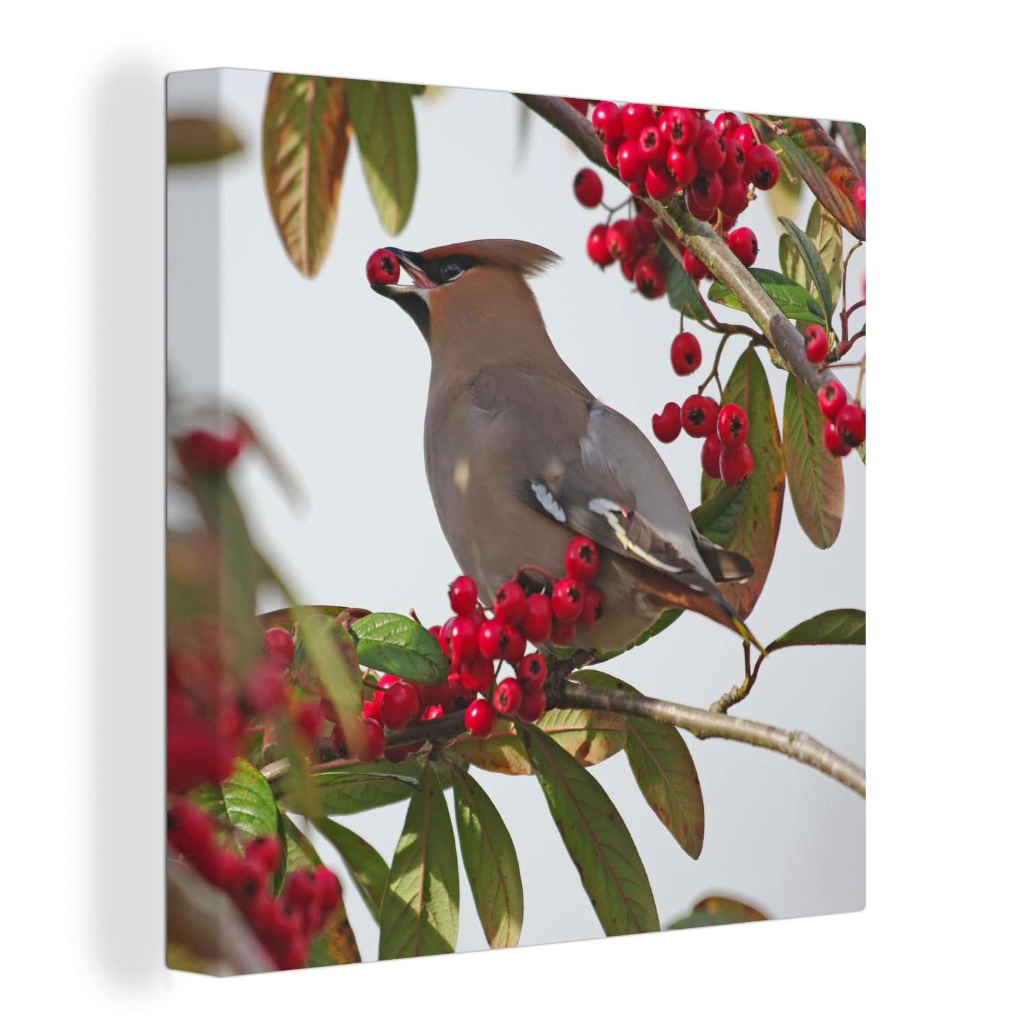 OneMillionCanvasses® Leinwandbild Pestvogel ernährt sich von Beeren in England, (1 St), Leinwand Bilder für Wohnzimmer Schlafzimmer