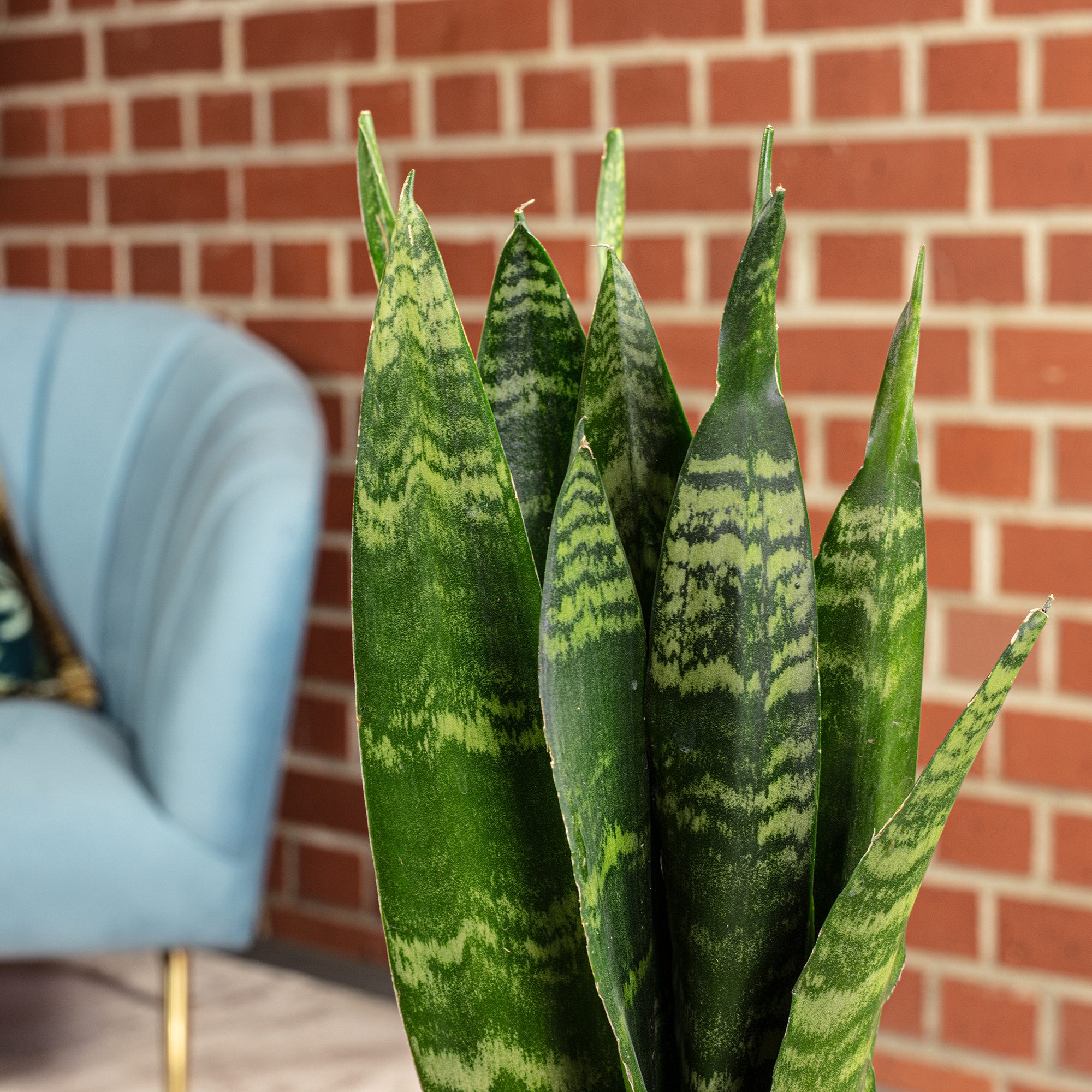 Flowerbox Zimmerpflanze Bogenhanf - Sansevieria trifasciata Black Coral, pflegeleicht - Höhe ca. 30 cm, Topf-Ø 9 cm – Bild 5 von 5
