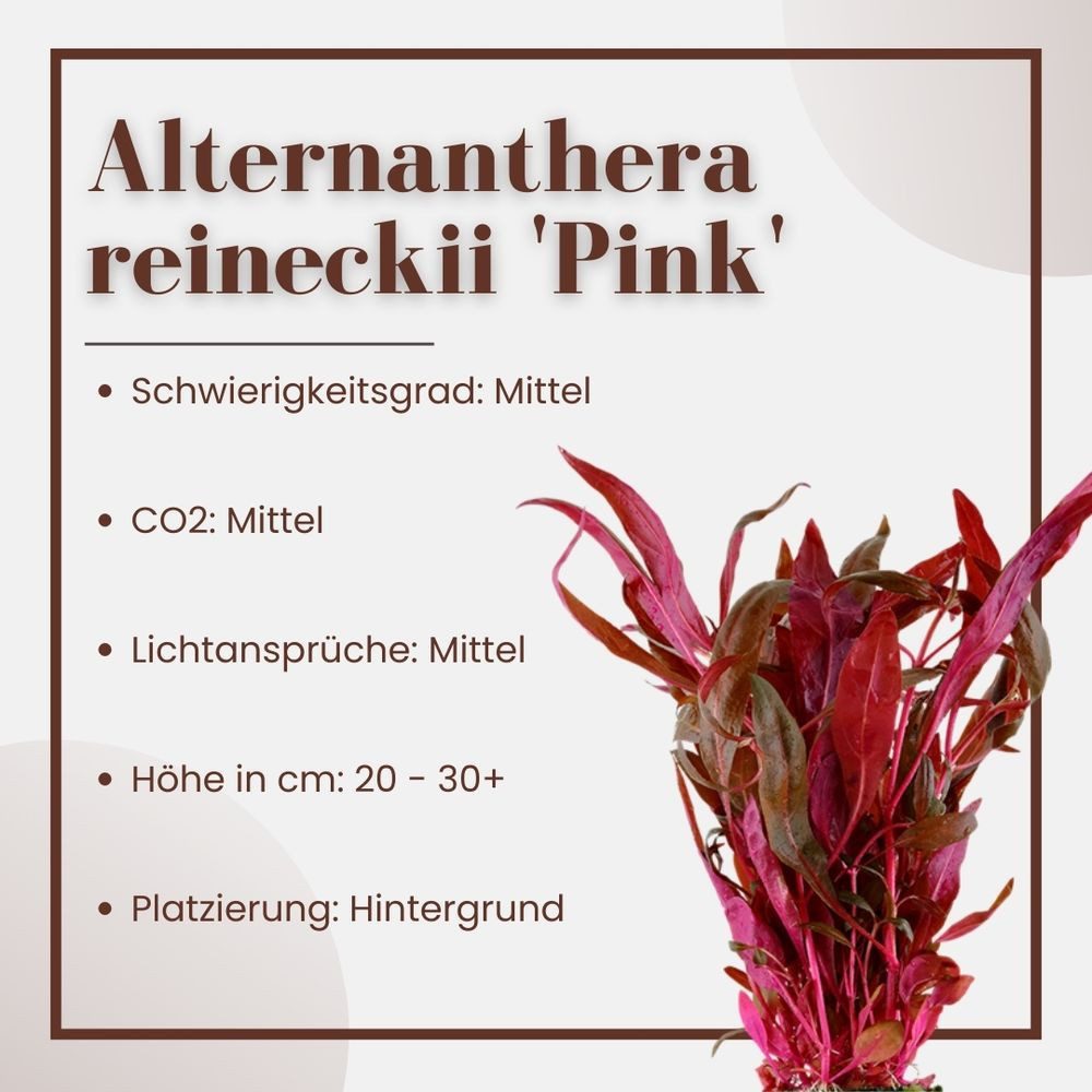 Aquaone Wasserpflanze Aquarium Pflanze Alternanthera reineckii 'Pink' Nr.32 günstig online kaufen
