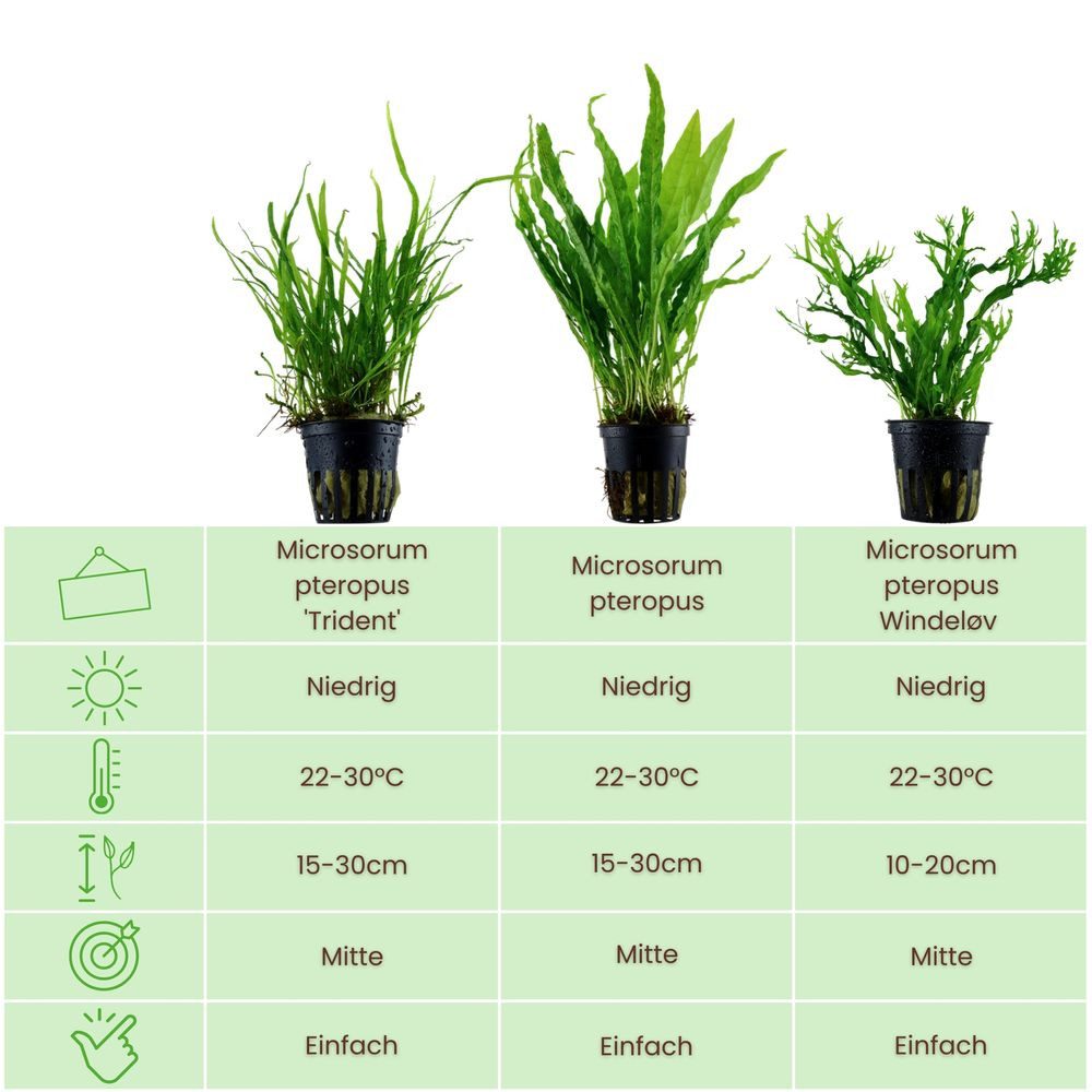 Aquaone Wasserpflanze Pflanzen Set mit 3 Javafarn Wasserpflanzen Nr.132 günstig online kaufen