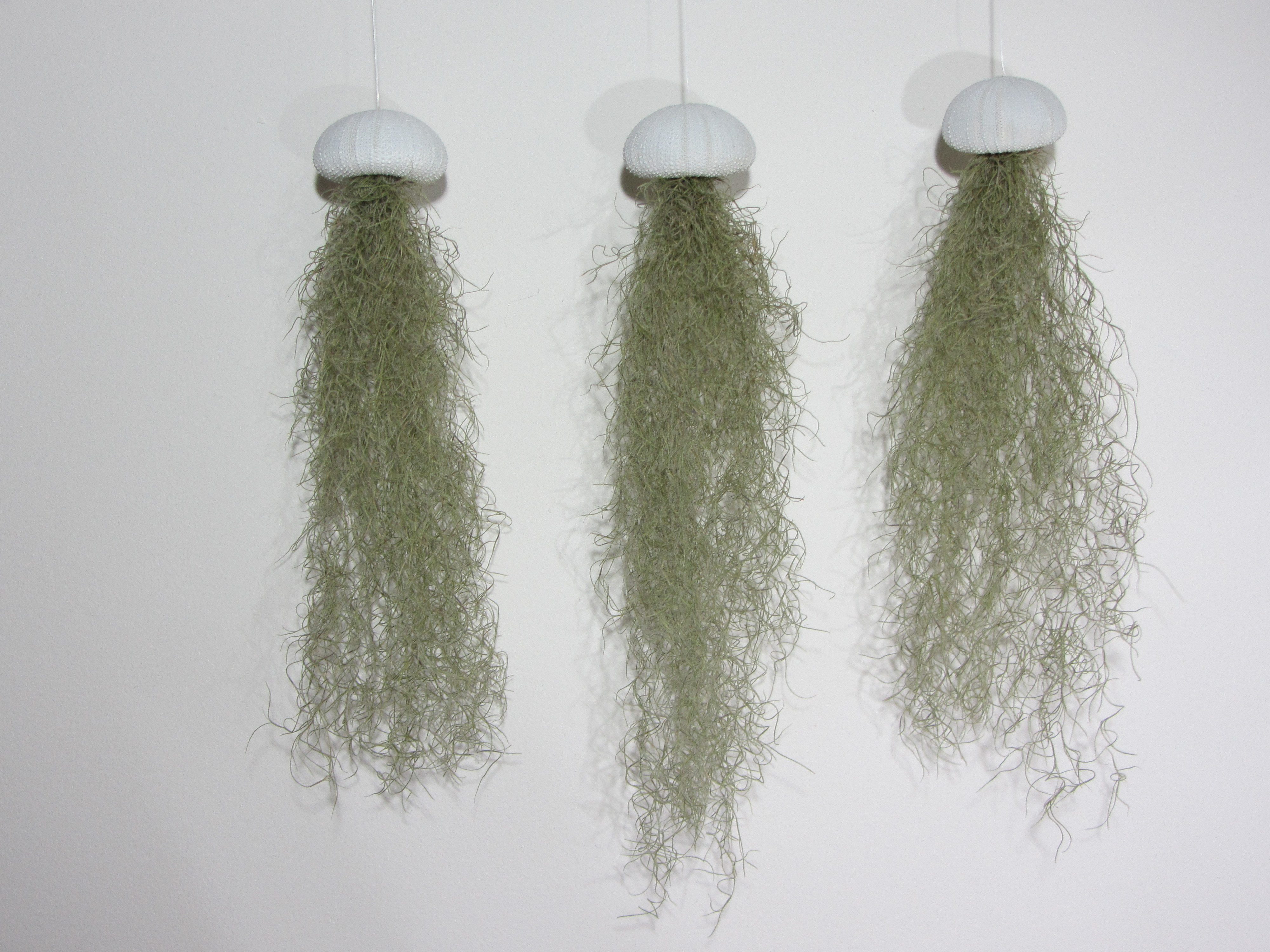 Hängedekoration 3er Set Seeigelgehäuse weiß mit Tillandsia spanischem Moos