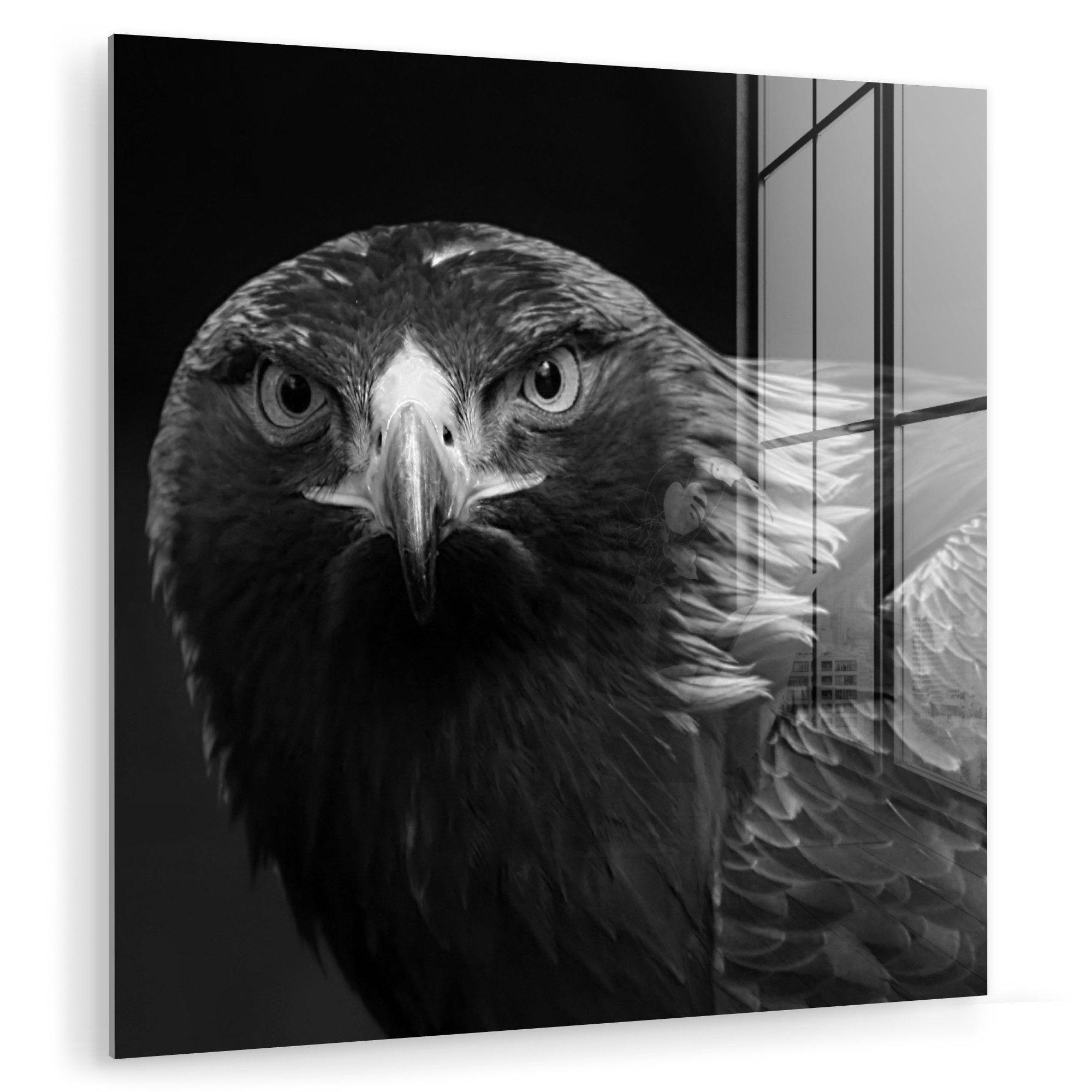Acrylglasbild Bussard - Vogel - Tiere - Schwarz - Weiß
