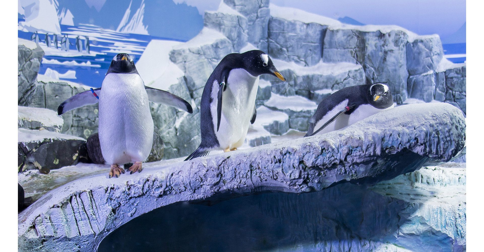Erlebnisgutschein Sea Life Konstanz