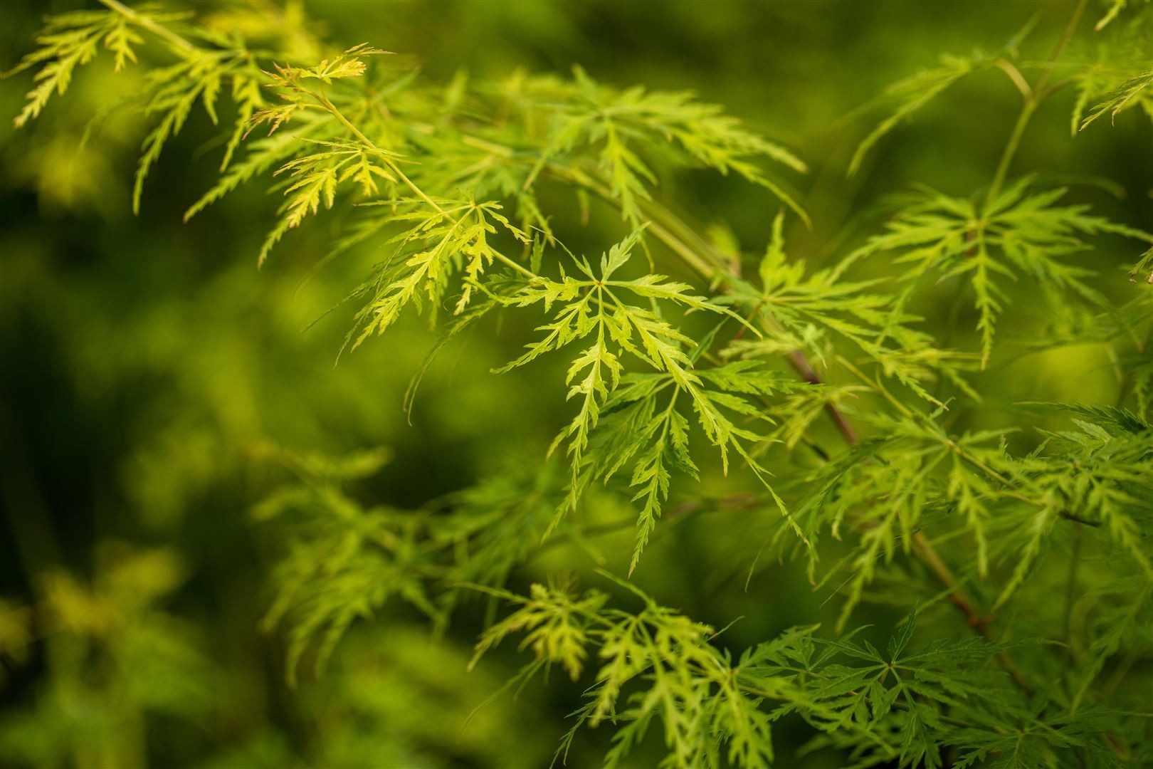 Pflanzen für Dich Gehölze Acer palmatum Seiryu, 1 St., Fächerahorn, Japanischer Ahorn