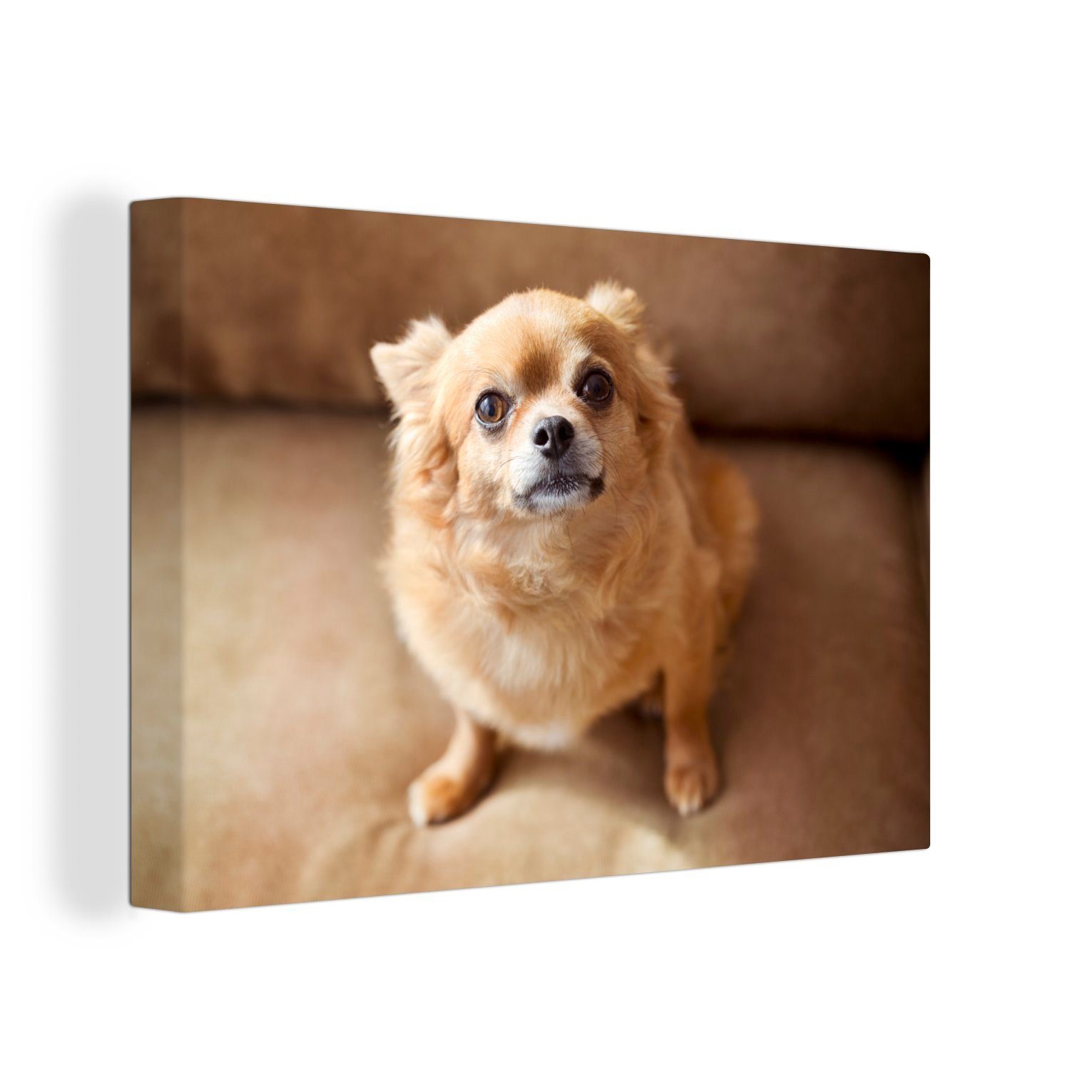 OneMillionCanvasses® Leinwandbild Ein süßer Chihuahua sitzt auf dem Sofa, (1 St), Wandbild Leinwandbilder, Aufhängefertig, Wanddeko, 30x20 cm