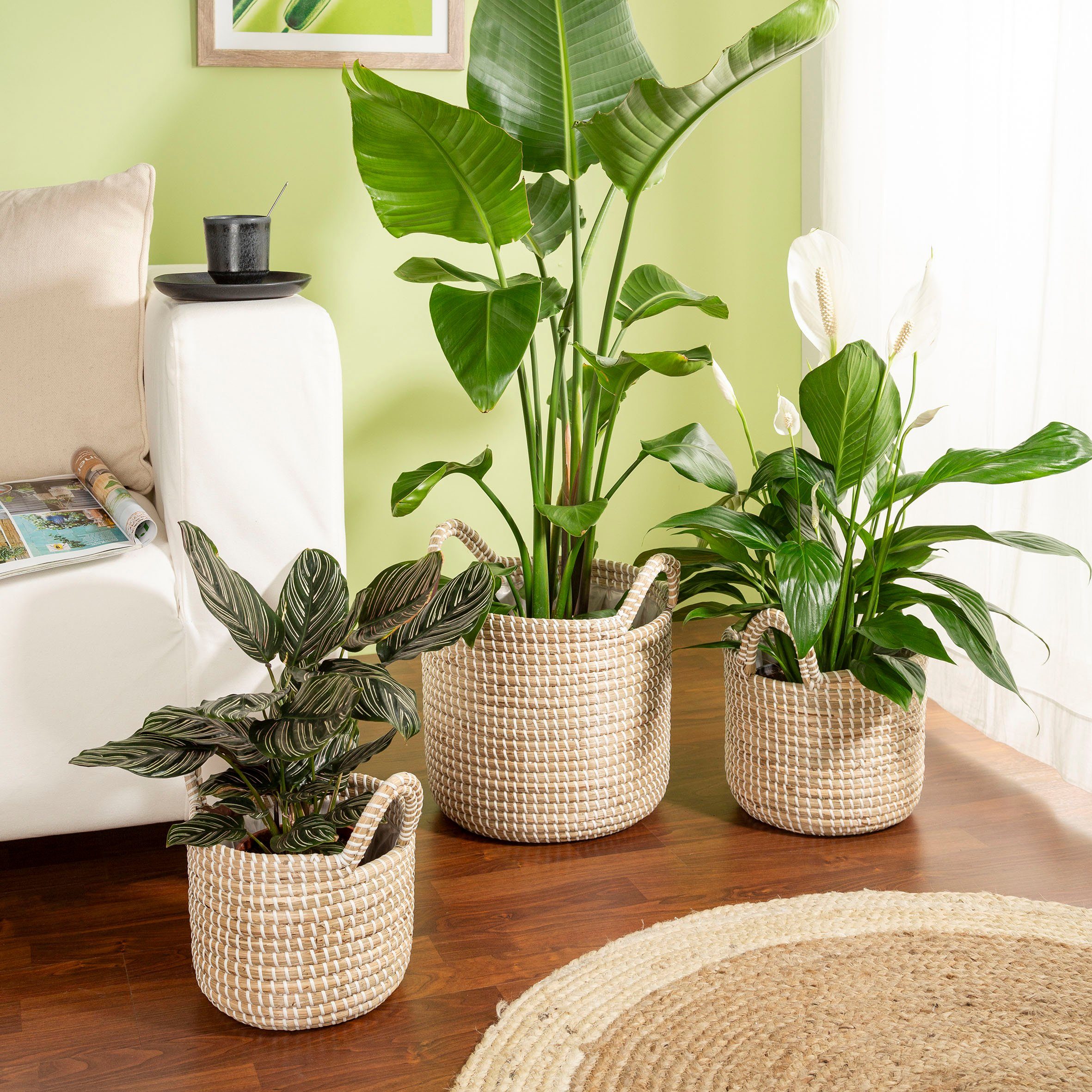 Scheurich Blumentopf white 22/514 günstig online kaufen