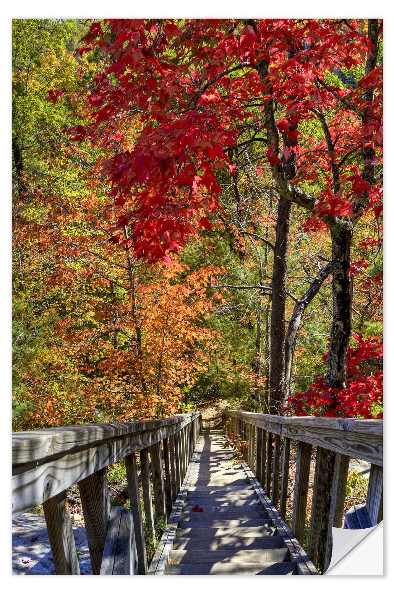 Posterlounge Wandfolie Editors Choice, Holztreppe im Herbstwald, Fotografie